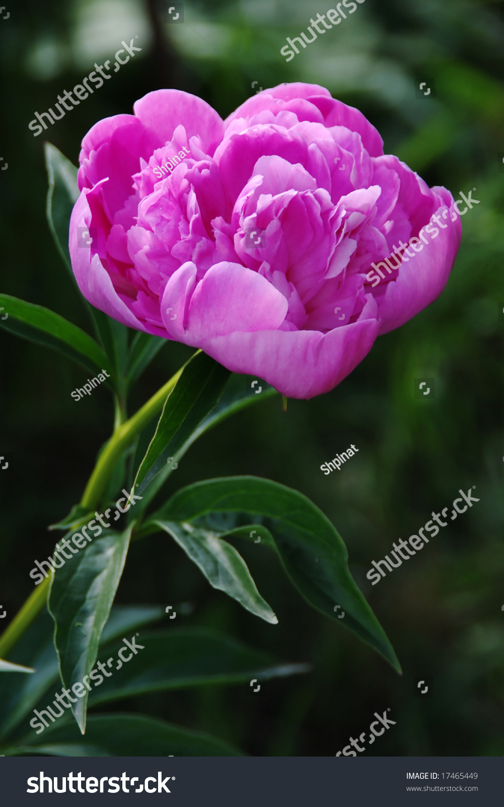 Dating site with green background