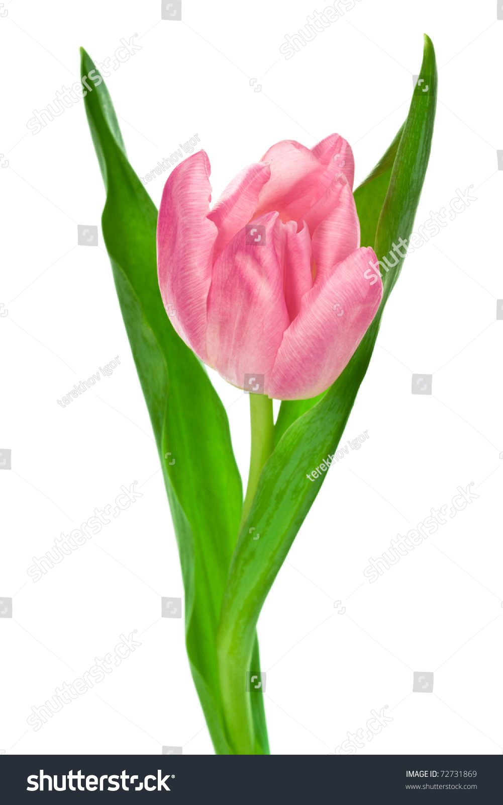 Single Pink Tulip On A White Background Stock Photo Single Pink Tulip On A White Background Stock Photo