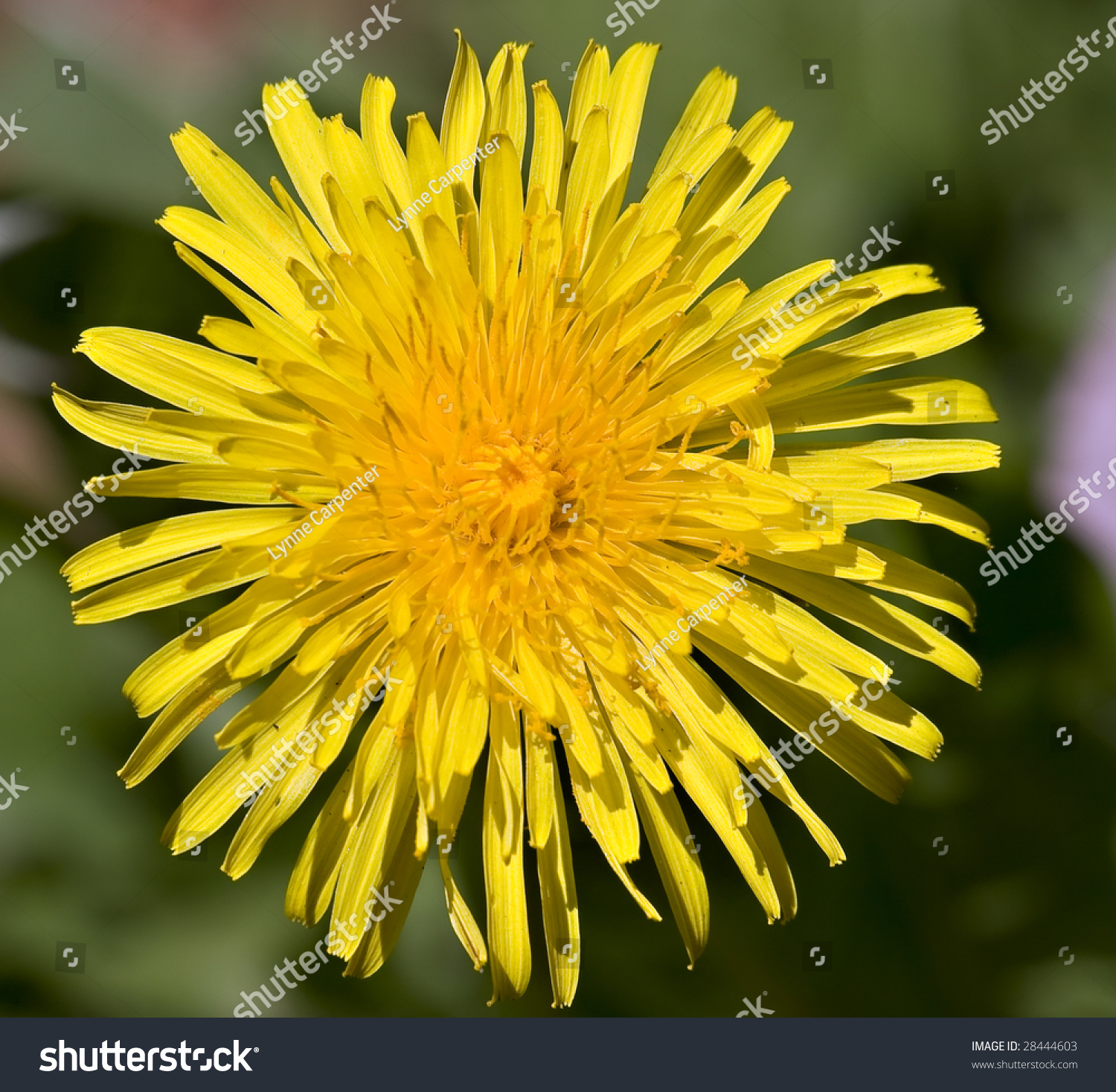 Single Small Yellow Flower With Many Petals Dandelion Stock Photo