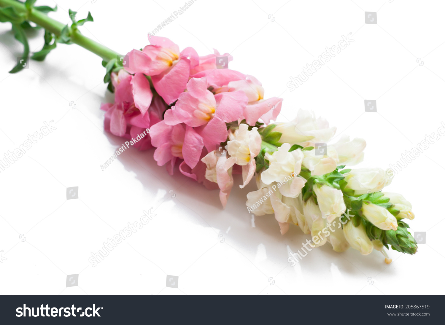 singles over 50 in stem Mature singles trust wwwourtimecom for the best in 50 plus dating here, older singles connect for love and companionship. singles over 50 in stem Mature singles trust wwwourtimecom for the best in 50 plus dating here, older singles connect for love and companionship.