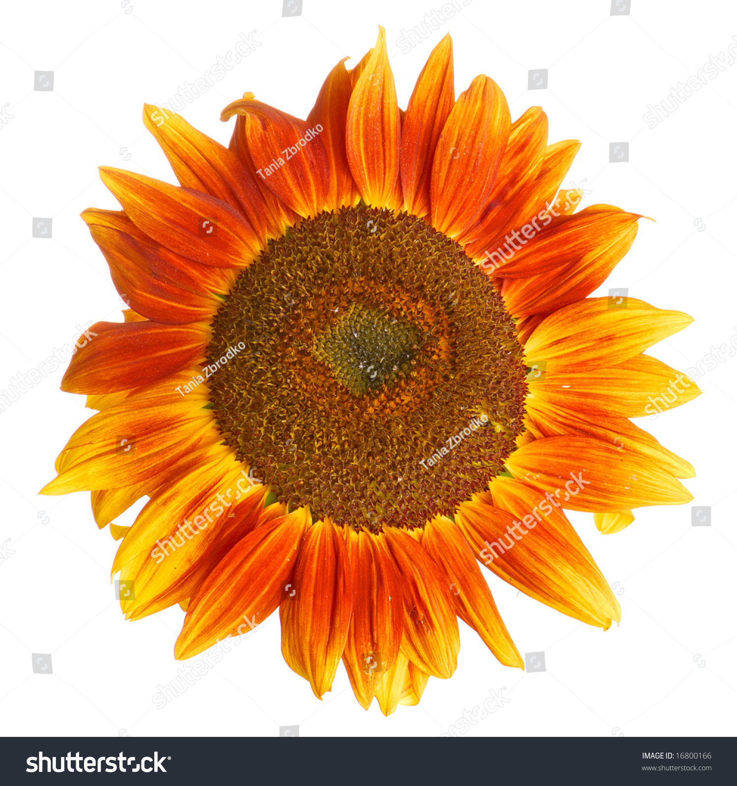 Single Sunflower Isolated On White Background. Stock Photo 16800166