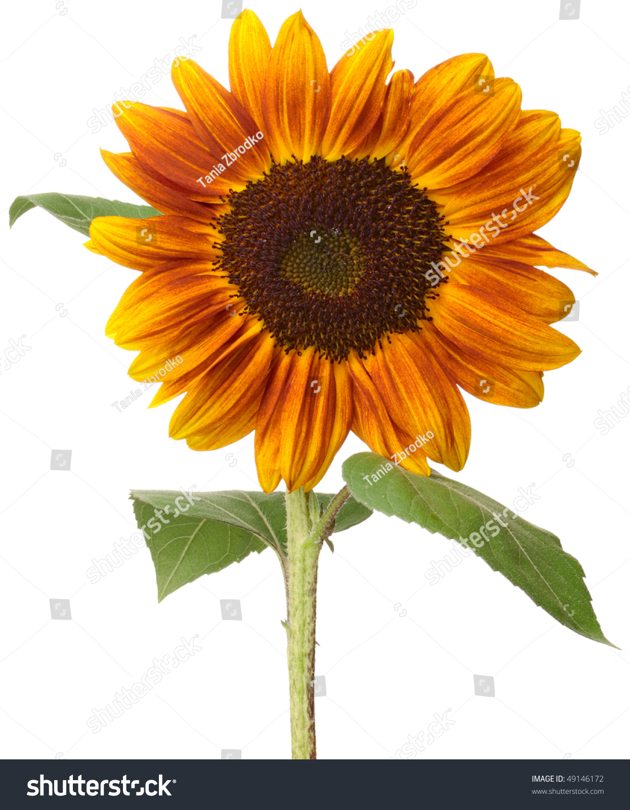 Single Sunflower Isolated On White Background Stock Photo 49146172