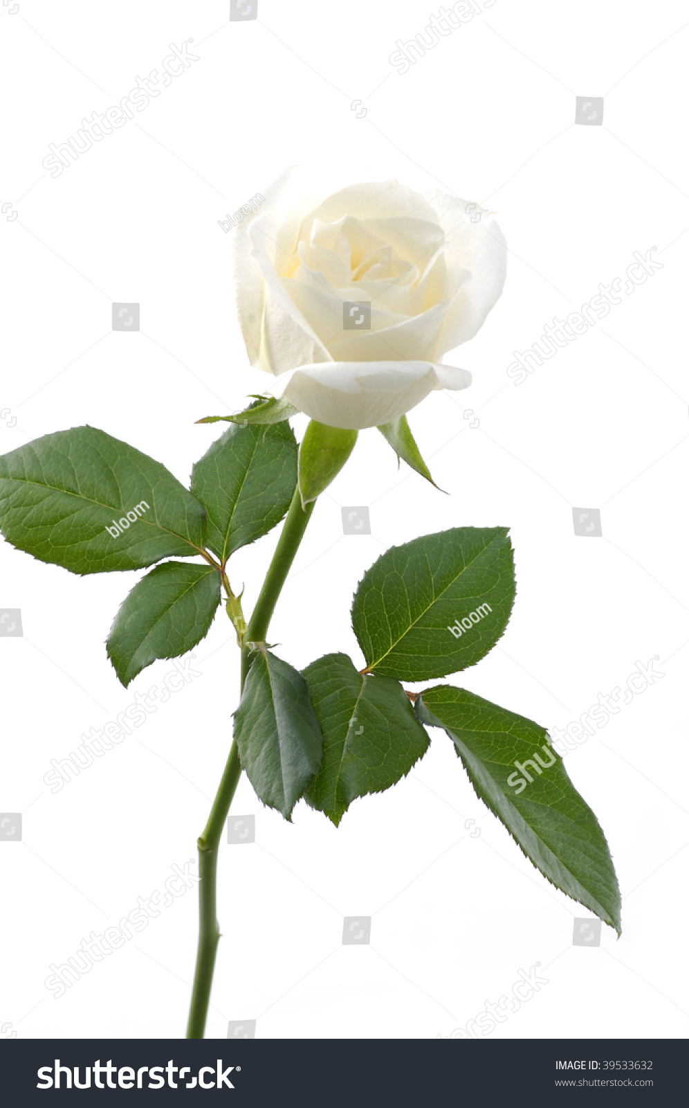 Single White Rose