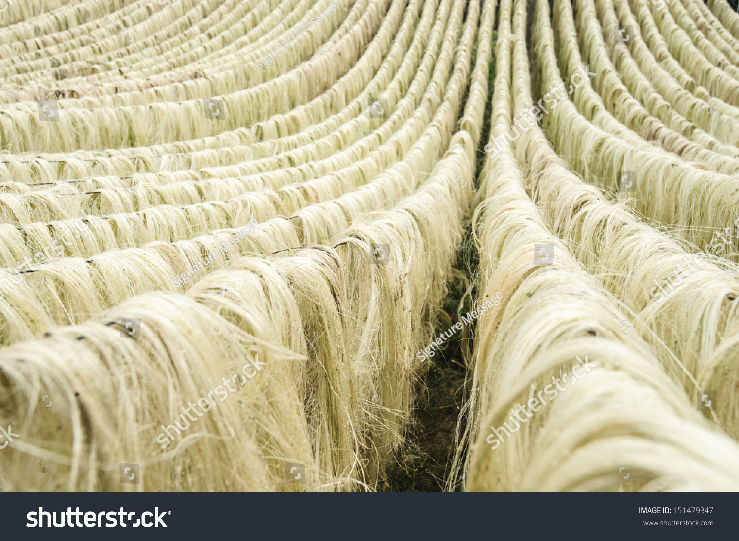 sisal-fiber-raw-material-from-china-stock-photo-151479347-shutterstock