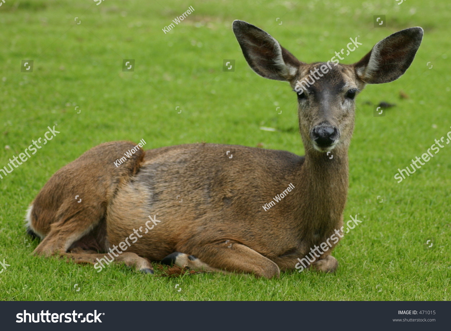 Sitting Deer Stock Photo 471015 : Shutterstock