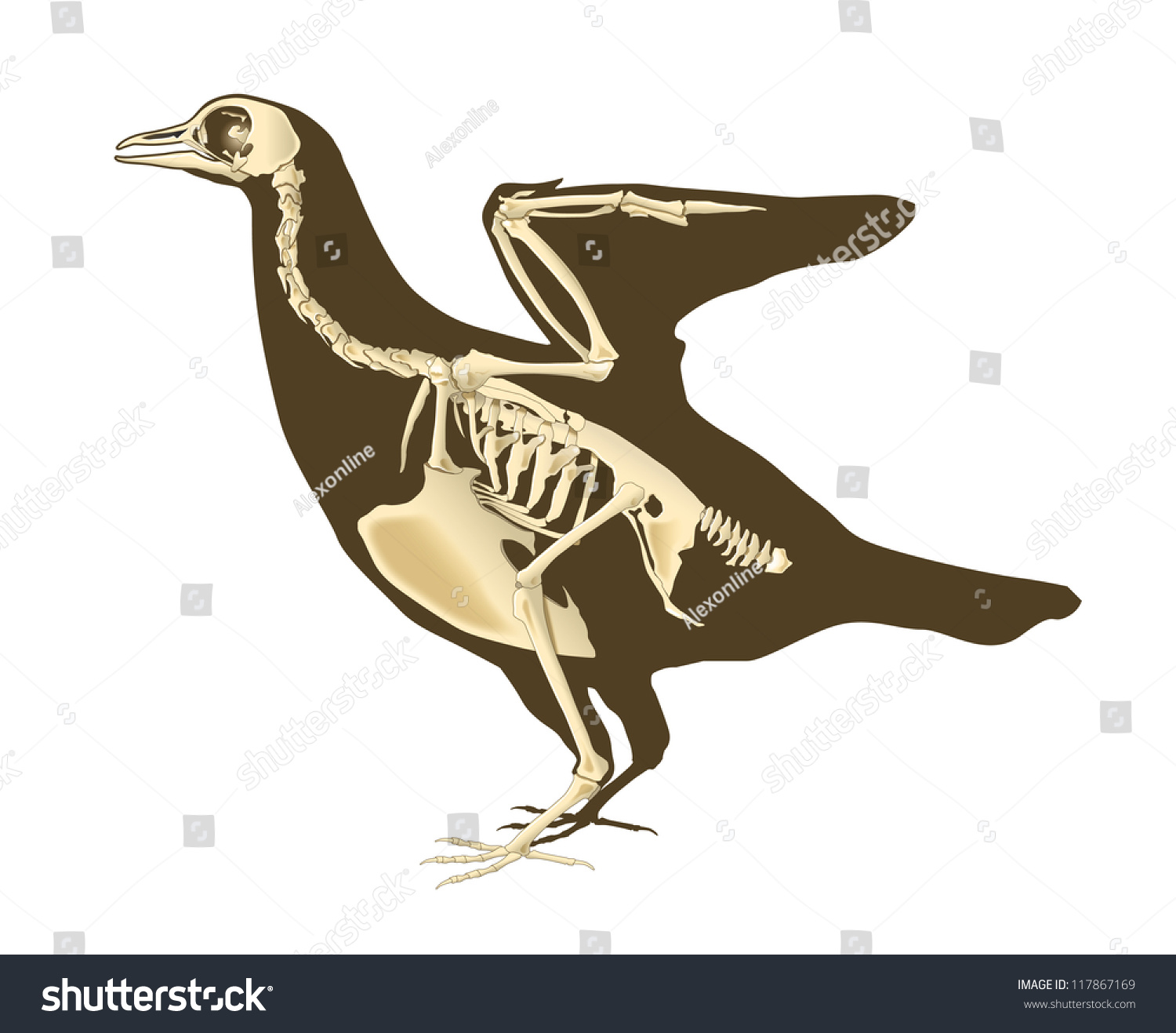 Skeleton Of Bird Section With Bones Radiography Stock Photo 117867169