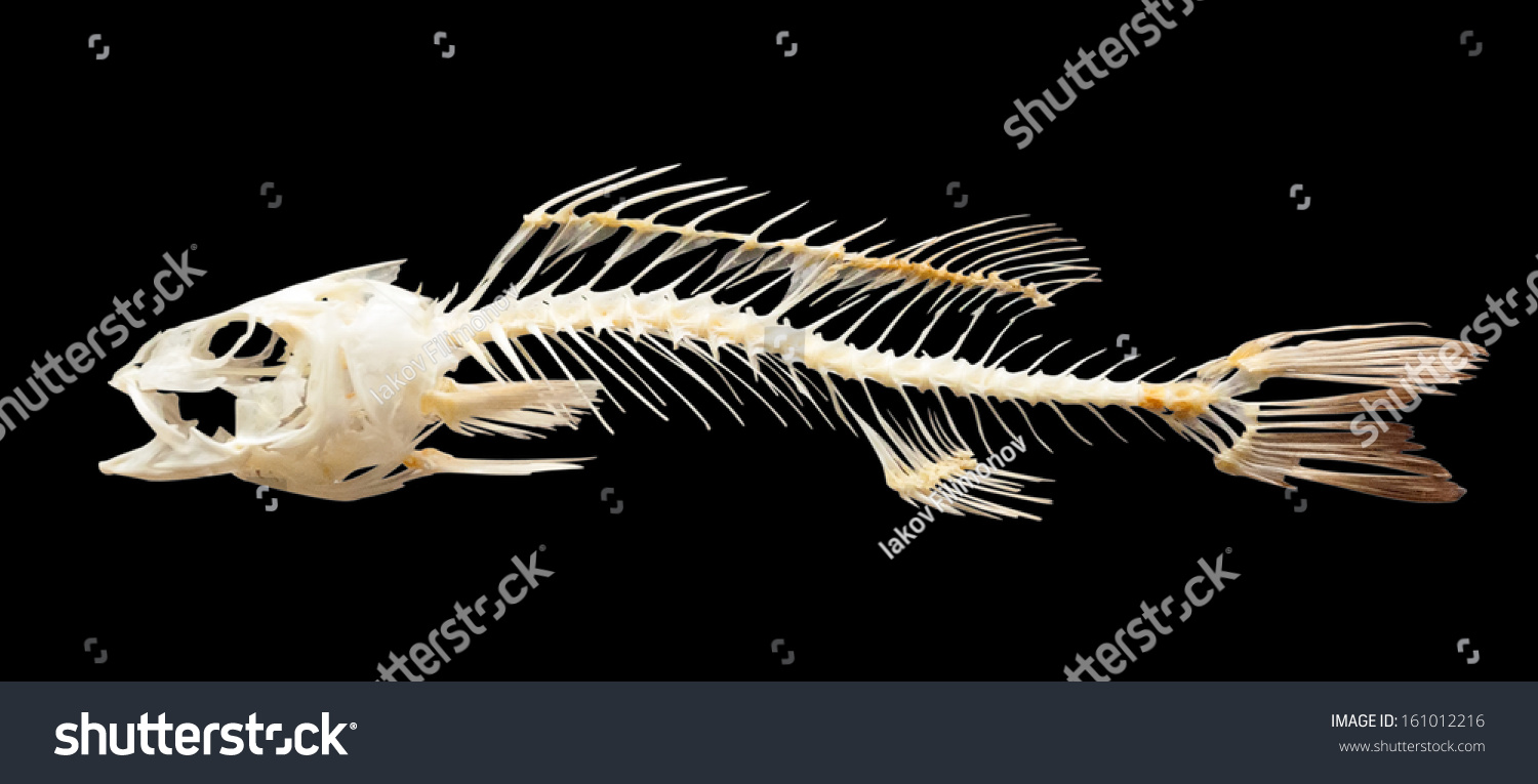 Skeleton Of Fish. Isolated Over Black Background Stock Photo 161012216