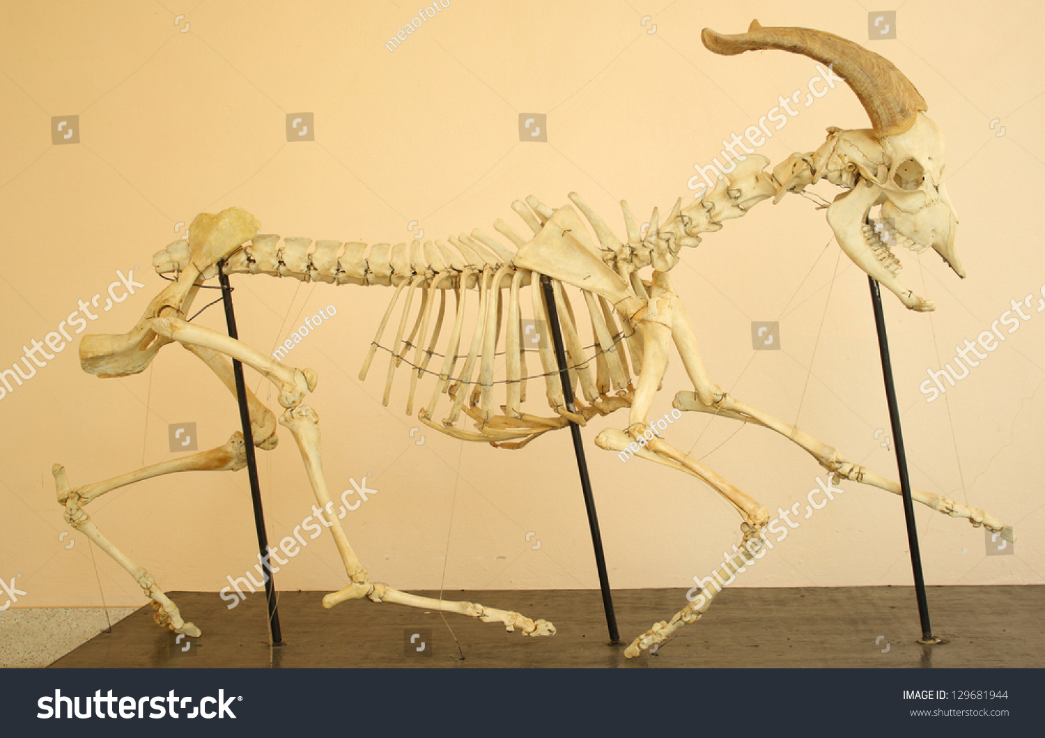 Skeleton Of Goat Capra Hircus Stock Photo Shutterstock