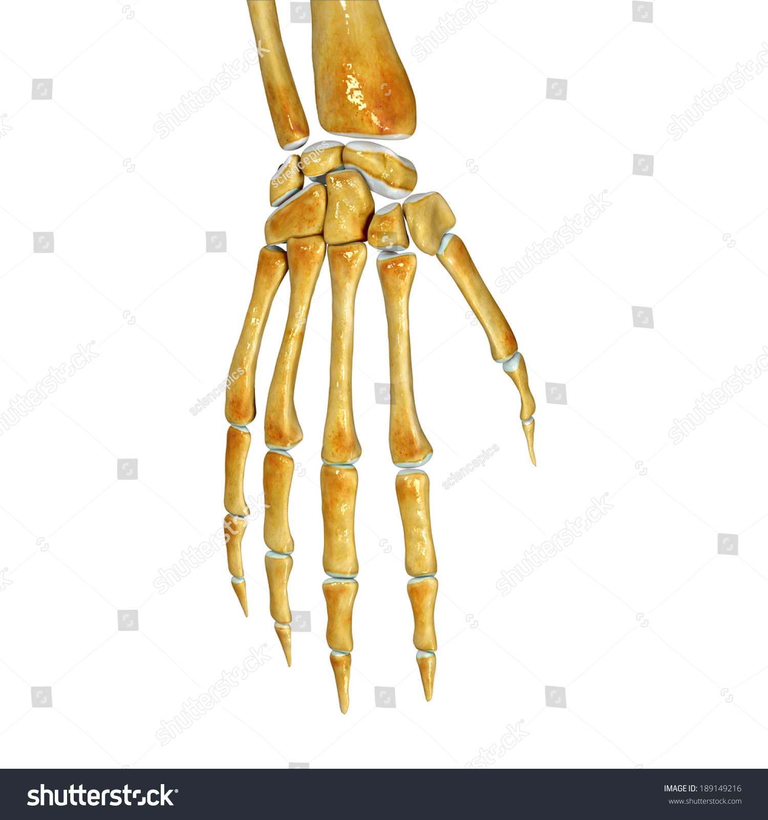 Skeleton Wrist Stock Photo 189149216 Shutterstock