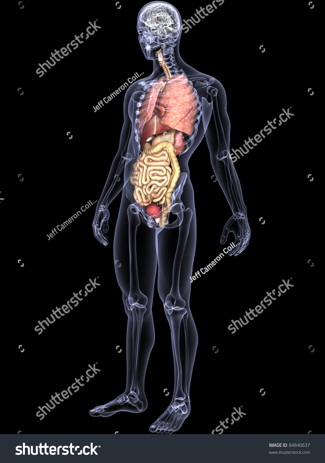 Skeleton X Ray Internal Organs X Ray Of A Male Skeleton Displaying
