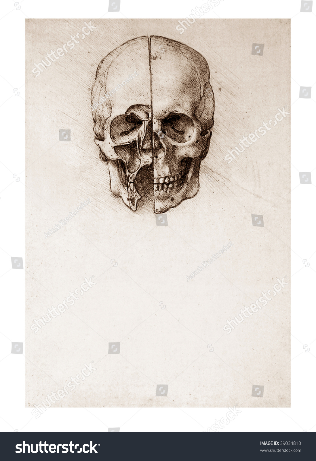Sketched Skull By Leonardo Da Vinci Stock Photo 39034810 : Shutterstock