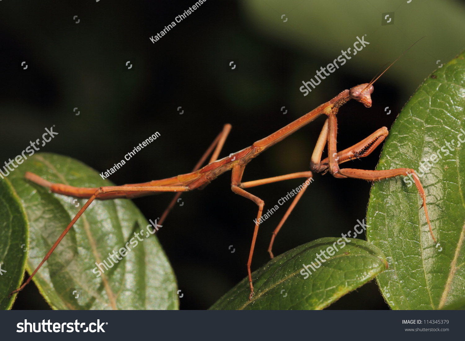 Skinny Brown Praying Mantis Stock Photo 114345379 - Shutterstock