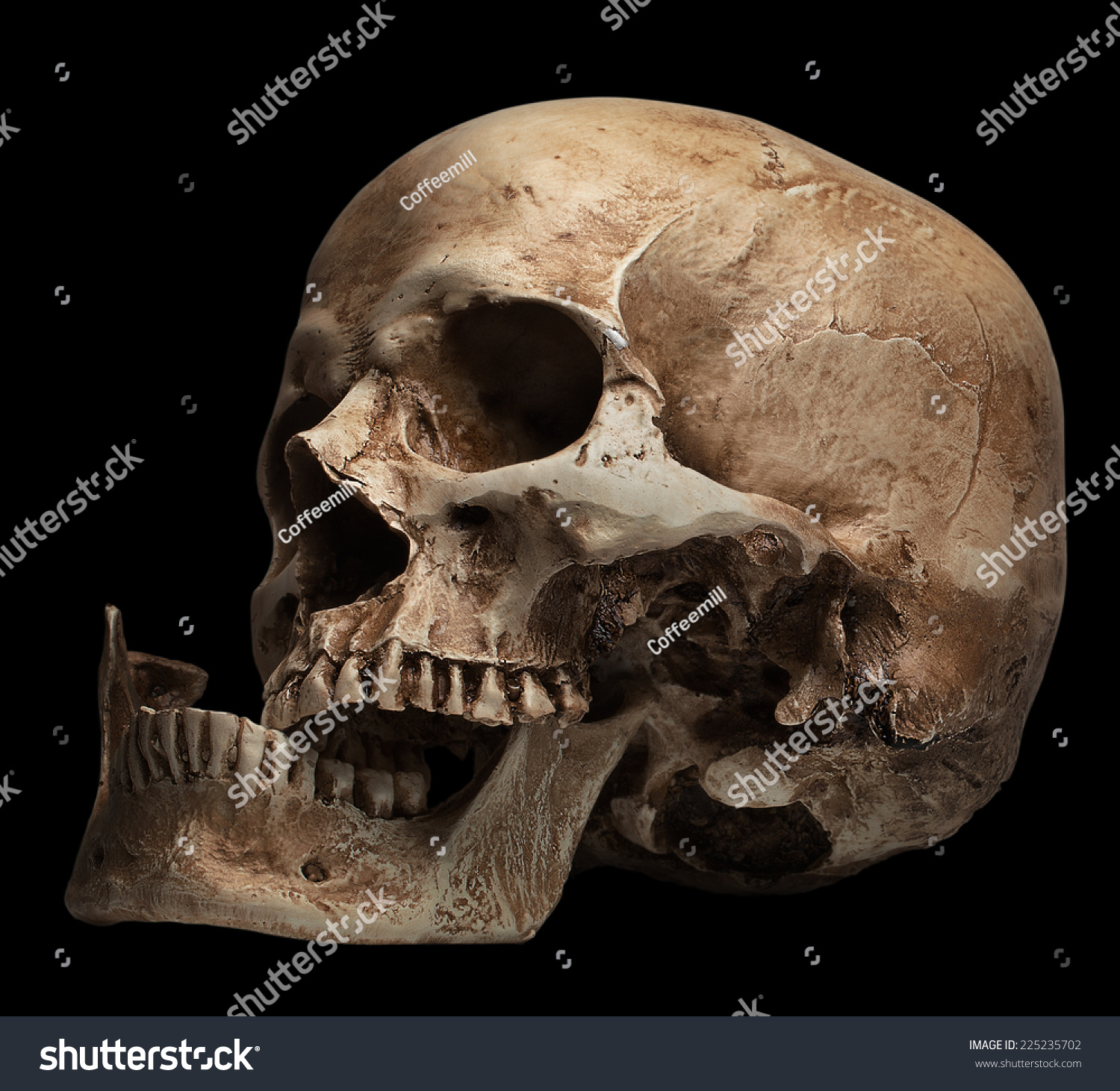 Human Skull Front Jaw ...