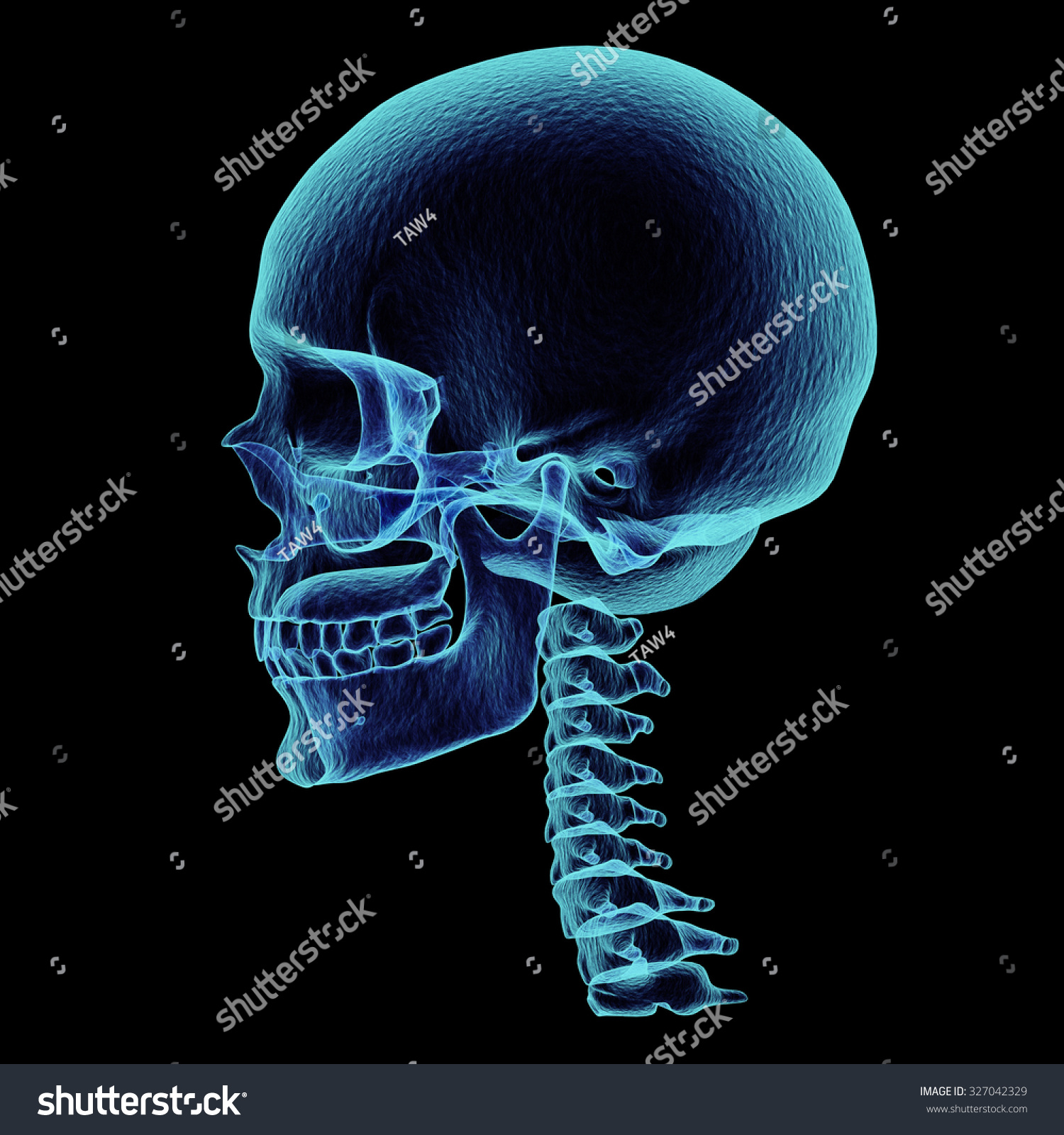 Skull X-Ray Side View,3d Render Art And Illustration. - 327042329