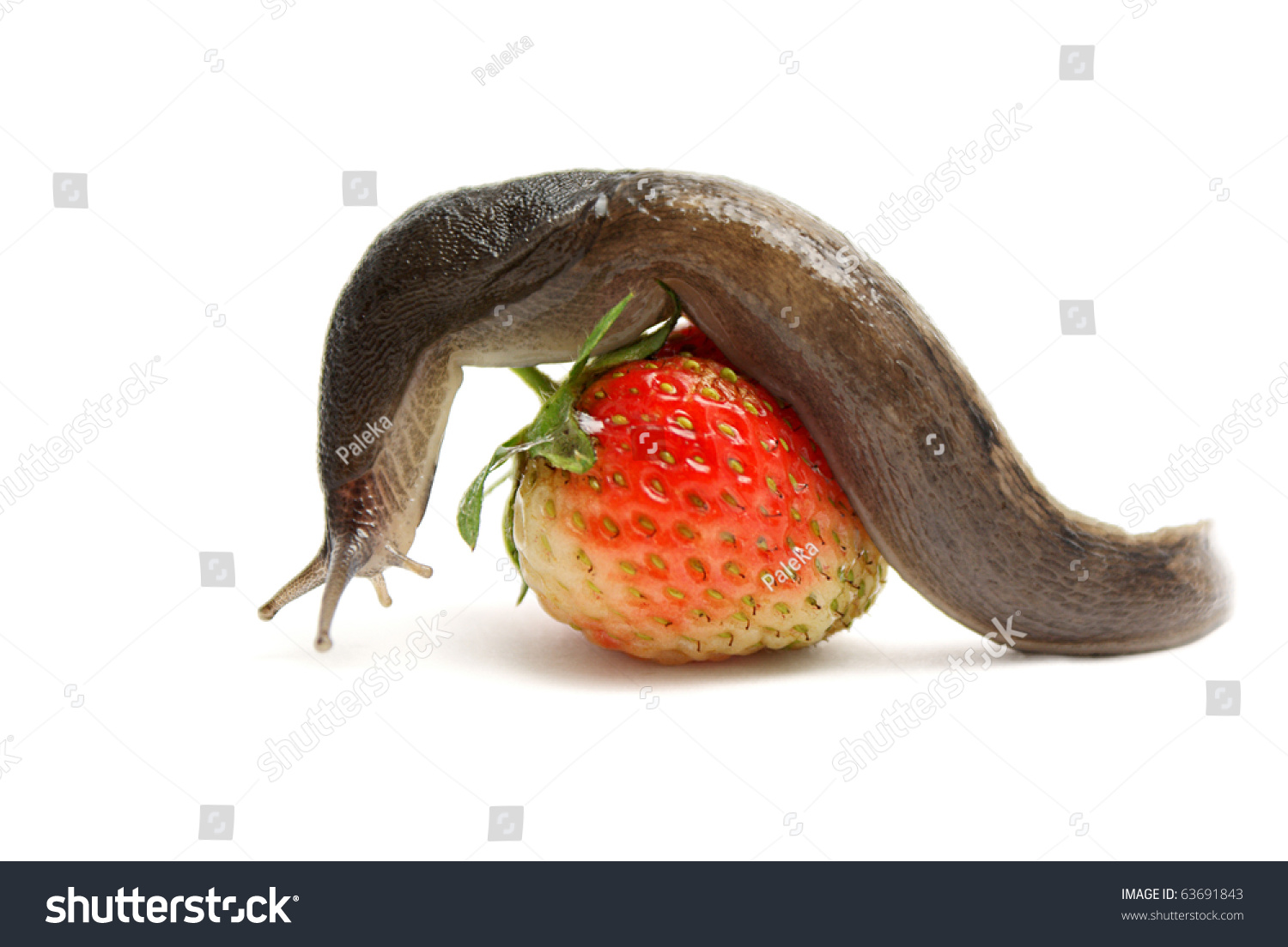SlugWorm On Raspberry Isolated On White Background Stock Photo