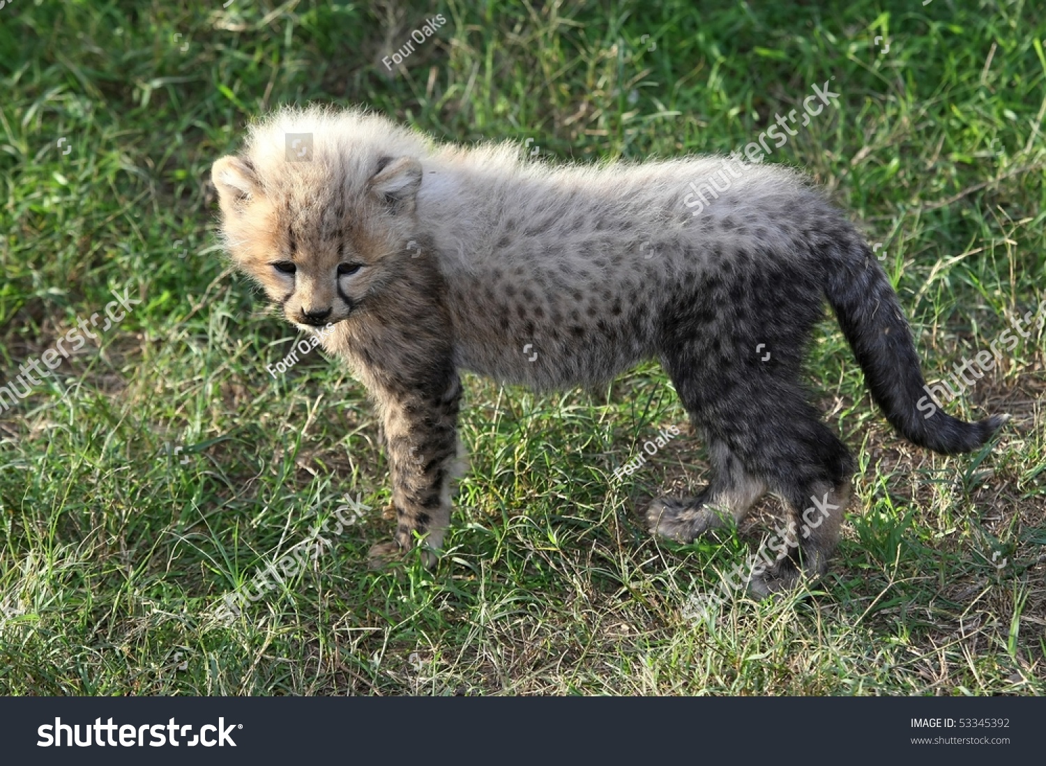Small Baby Cheetah With Charateristic White Fur On Its Back Stock
