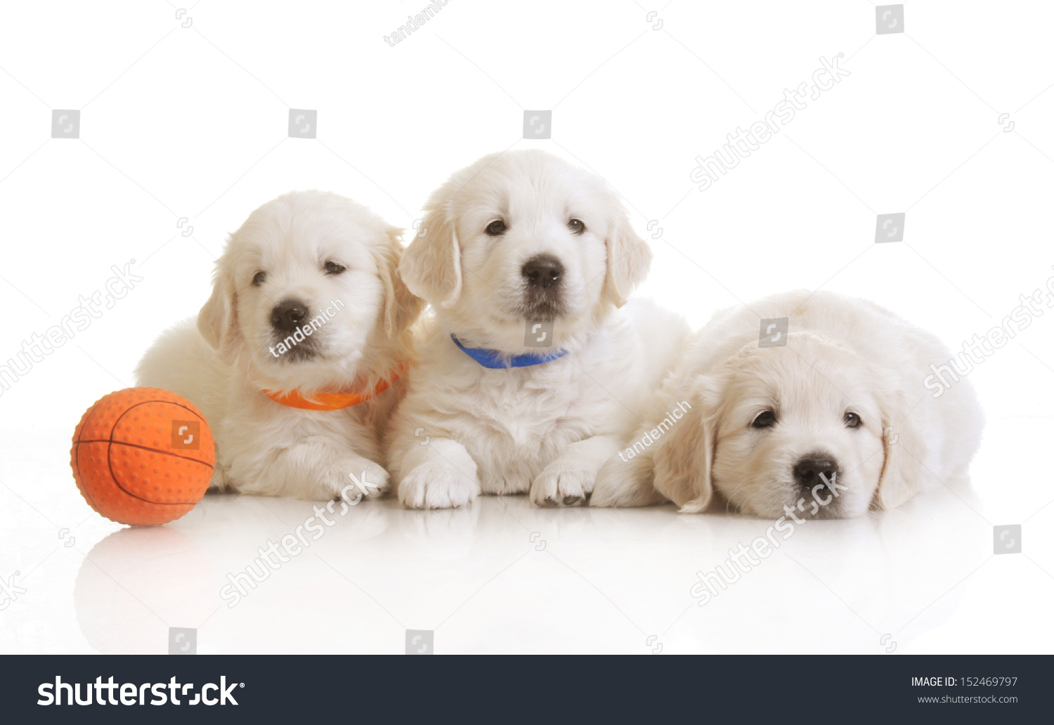 1 month golden retriever puppy small onemonth golden retriever puppy stock photo 152469797 1 month golden retriever puppy small onemonth golden retriever puppy stock photo 152469797
