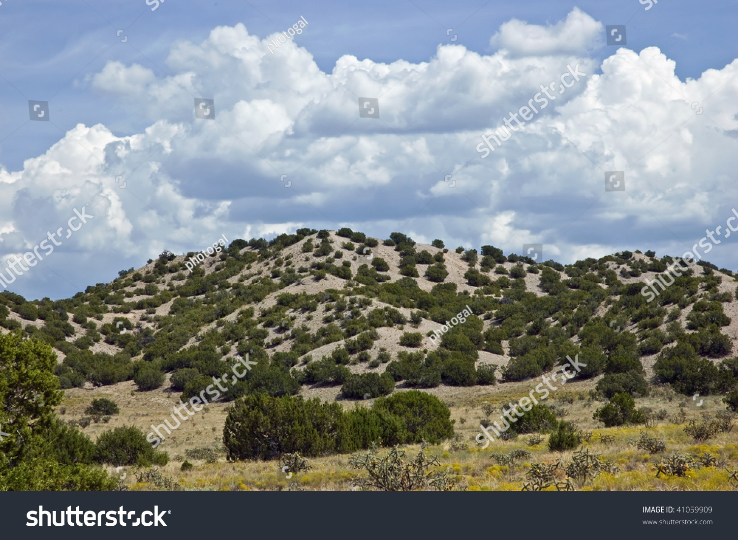 Small Pine Trees And Rolling Hills In Northern New Mexico Stock Photo ...