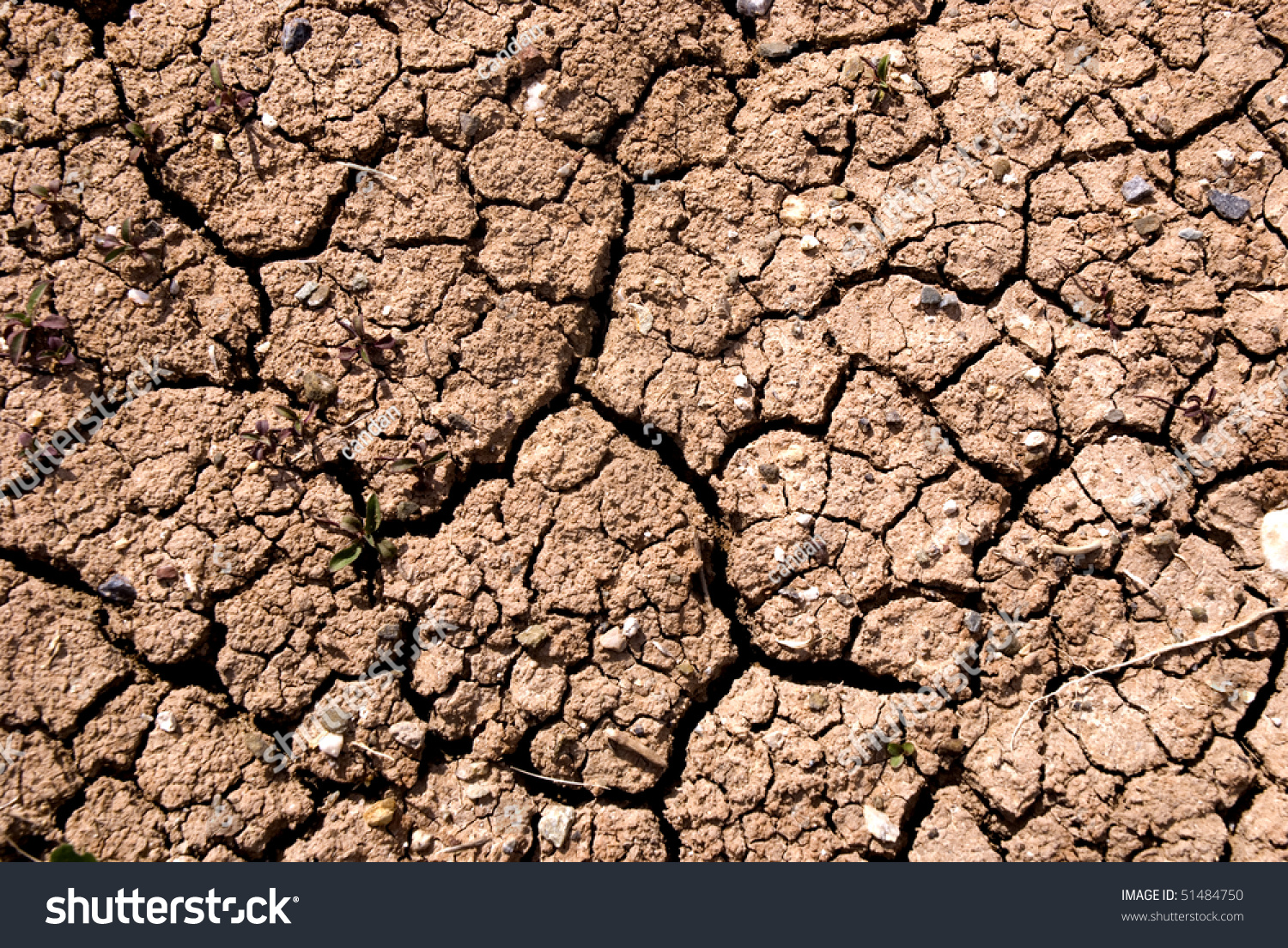 Small Plant Growing In A Drought Desert Small Plant Growing In A Drought Desert Stock Photo