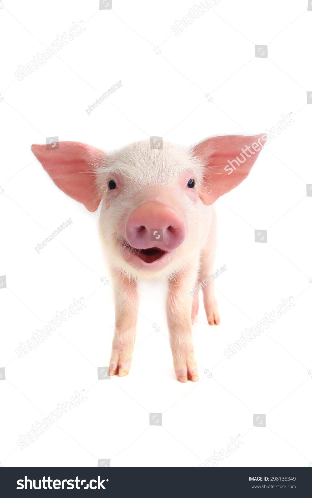 smile pig on a white background smile pig on a white background