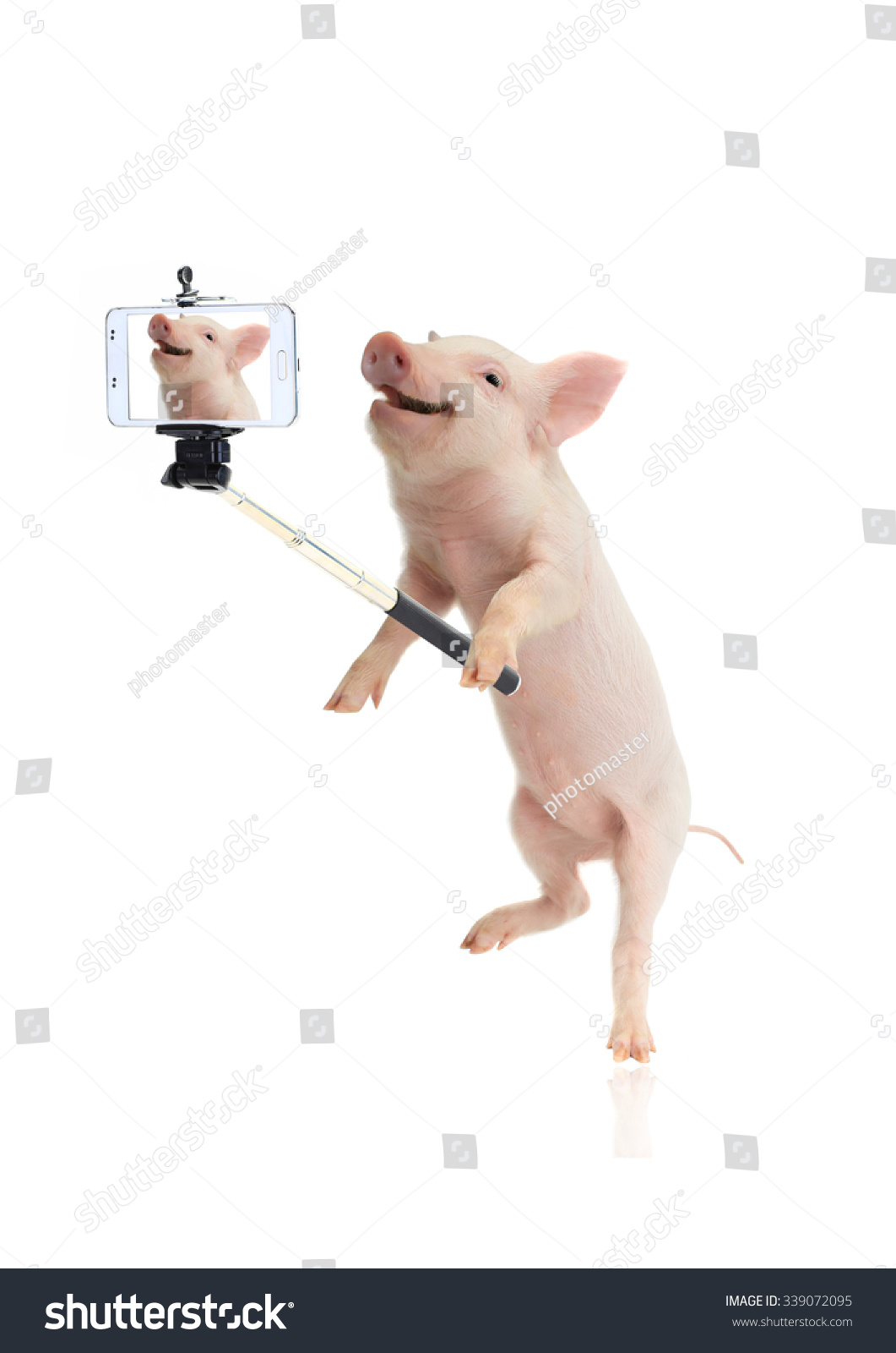 stock-photo-smile-pig-taking-a-selfie-to