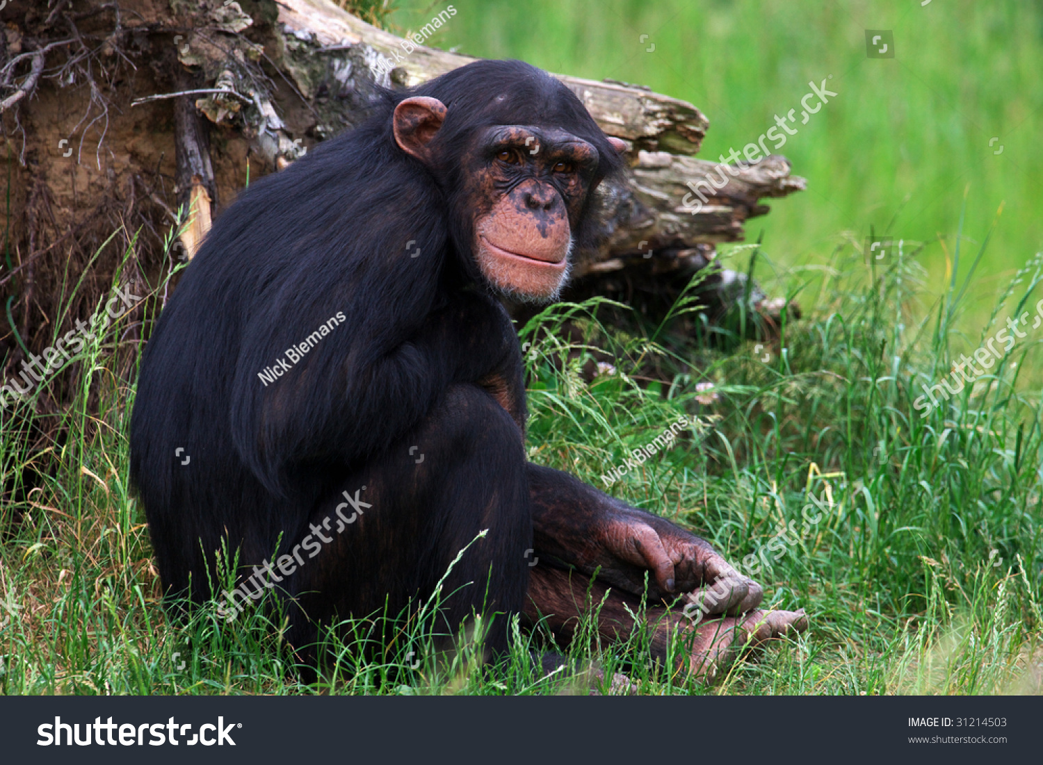 Smiling Chimpanzee Sitting In Front Of A Tree Stump Stock Photo