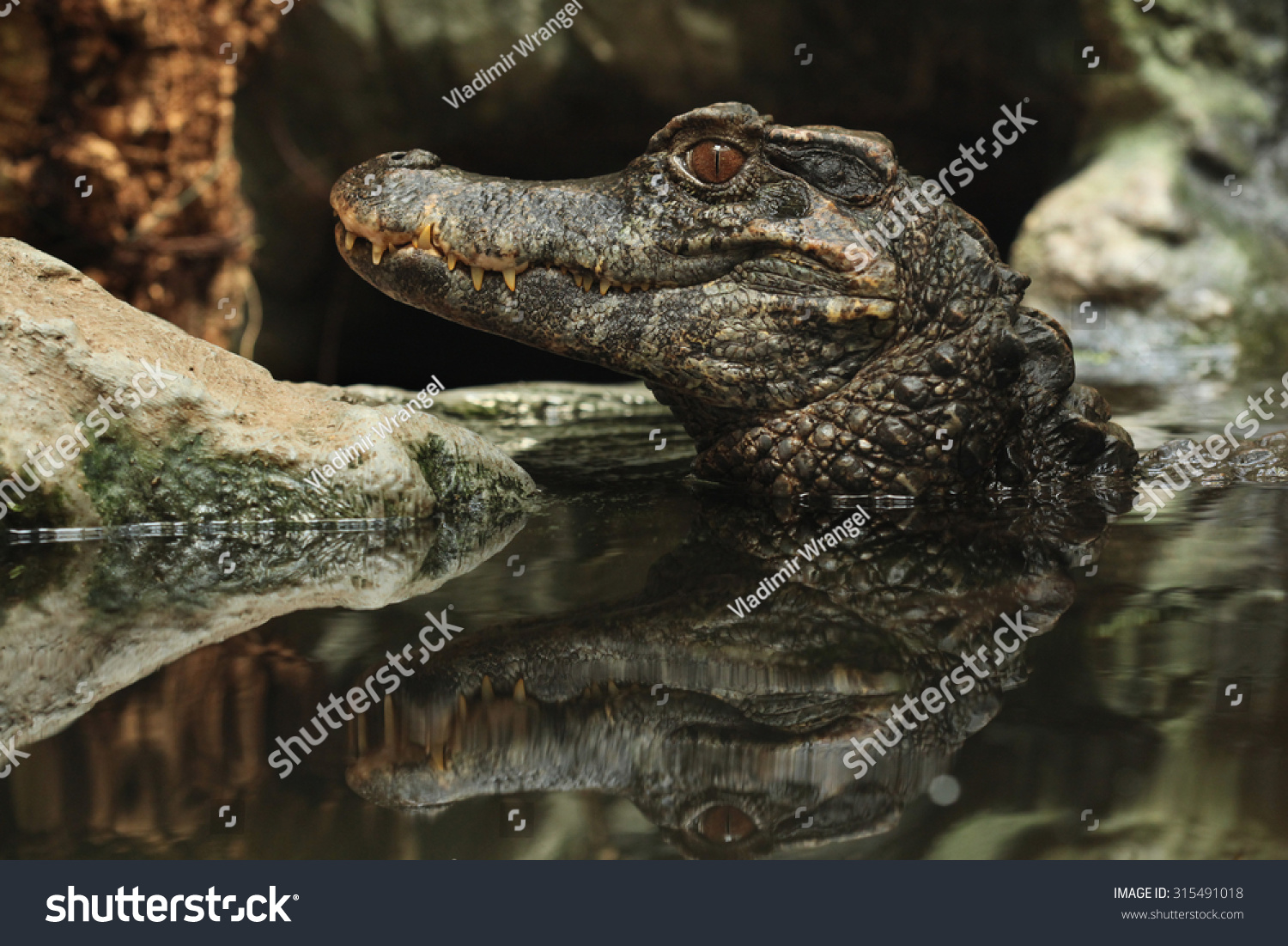 Smooth Fronted Caiman Paleosuchus Trigonatus Also Known As Schneider