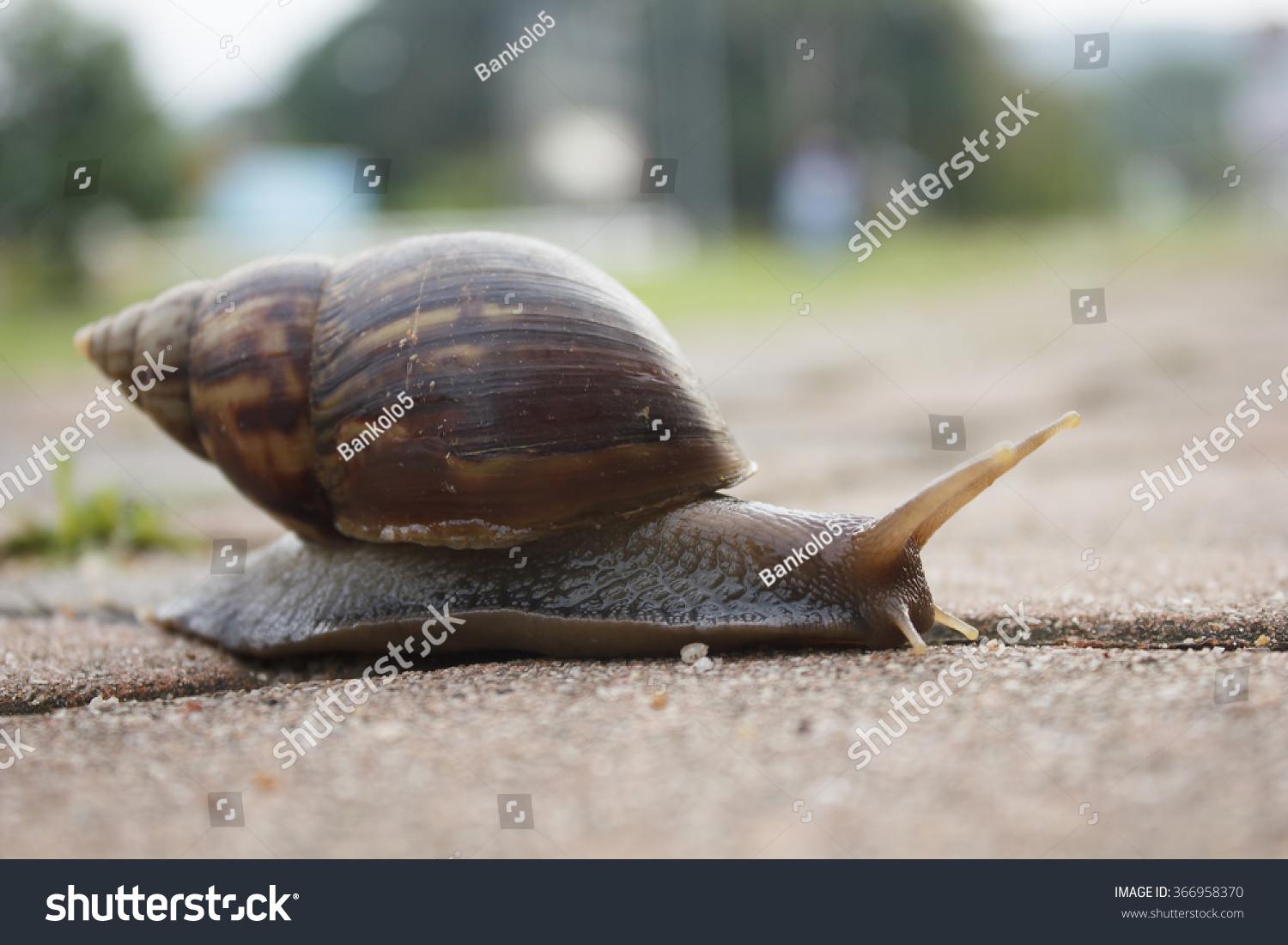 Snail On Sidewalk Stock Photo 366958370 Shutterstock