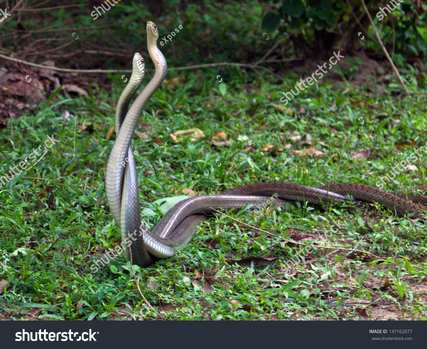 Snakes Making Love Stock Photo 147162077 : Shutterstock