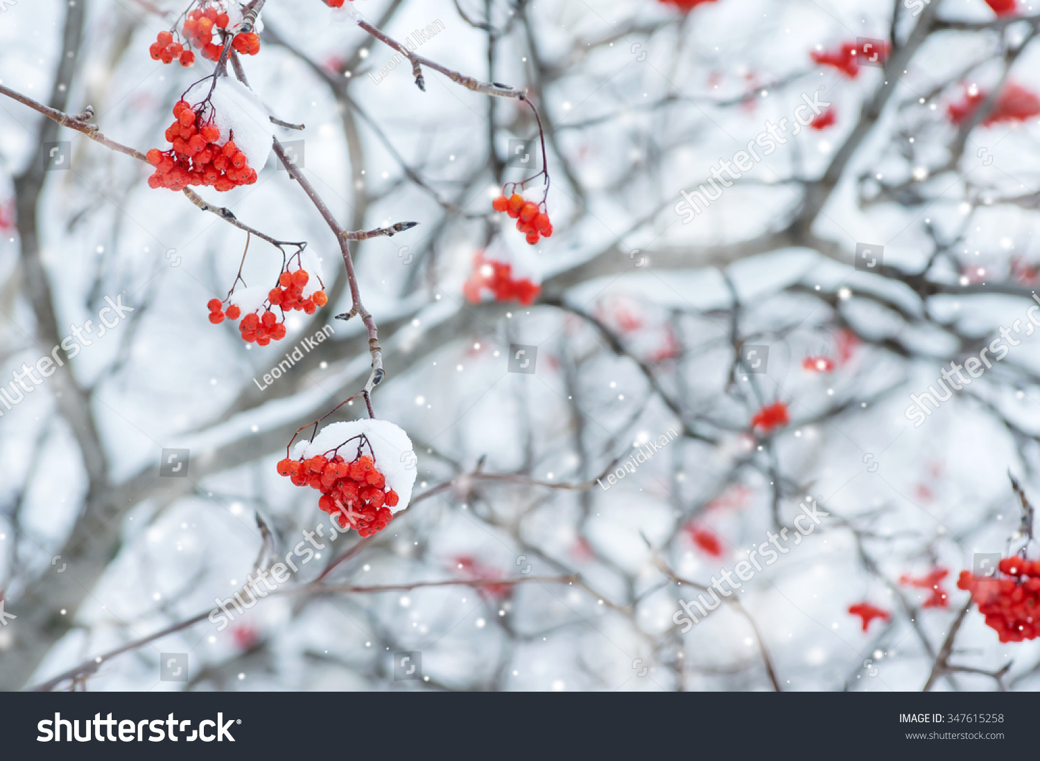 Snow-covered tree with red clusters of mountain ash Snow-covered tree with red clusters of mountain ash