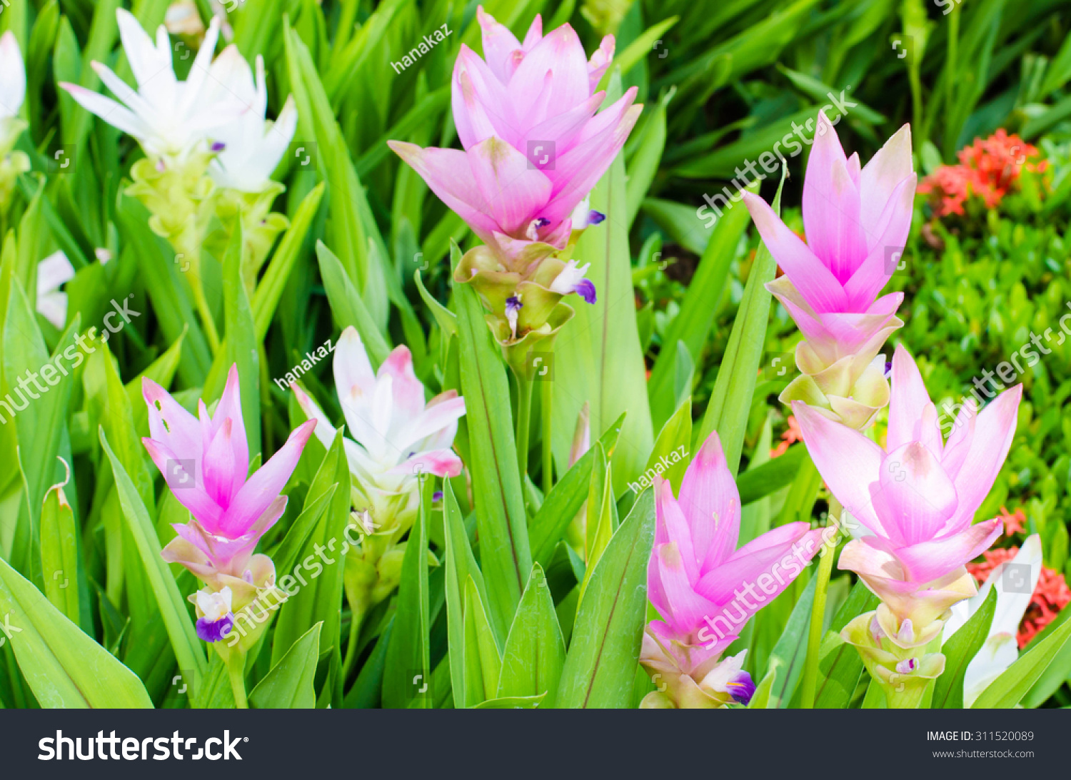 Soft focus curcuma alismatifolia or Siam tulip or Summer tulip in the garden nature Thailand vintage Soft focus curcuma alismatifolia or Siam tulip or Summer tulip in the garden nature Thailand vintage
