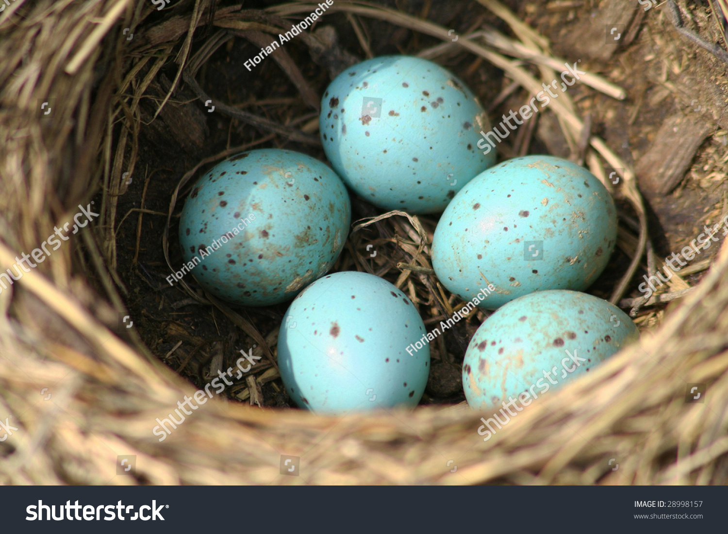 Song Thrush Nest Eggs   Turdus Philomelos Stock Photo 28998157 