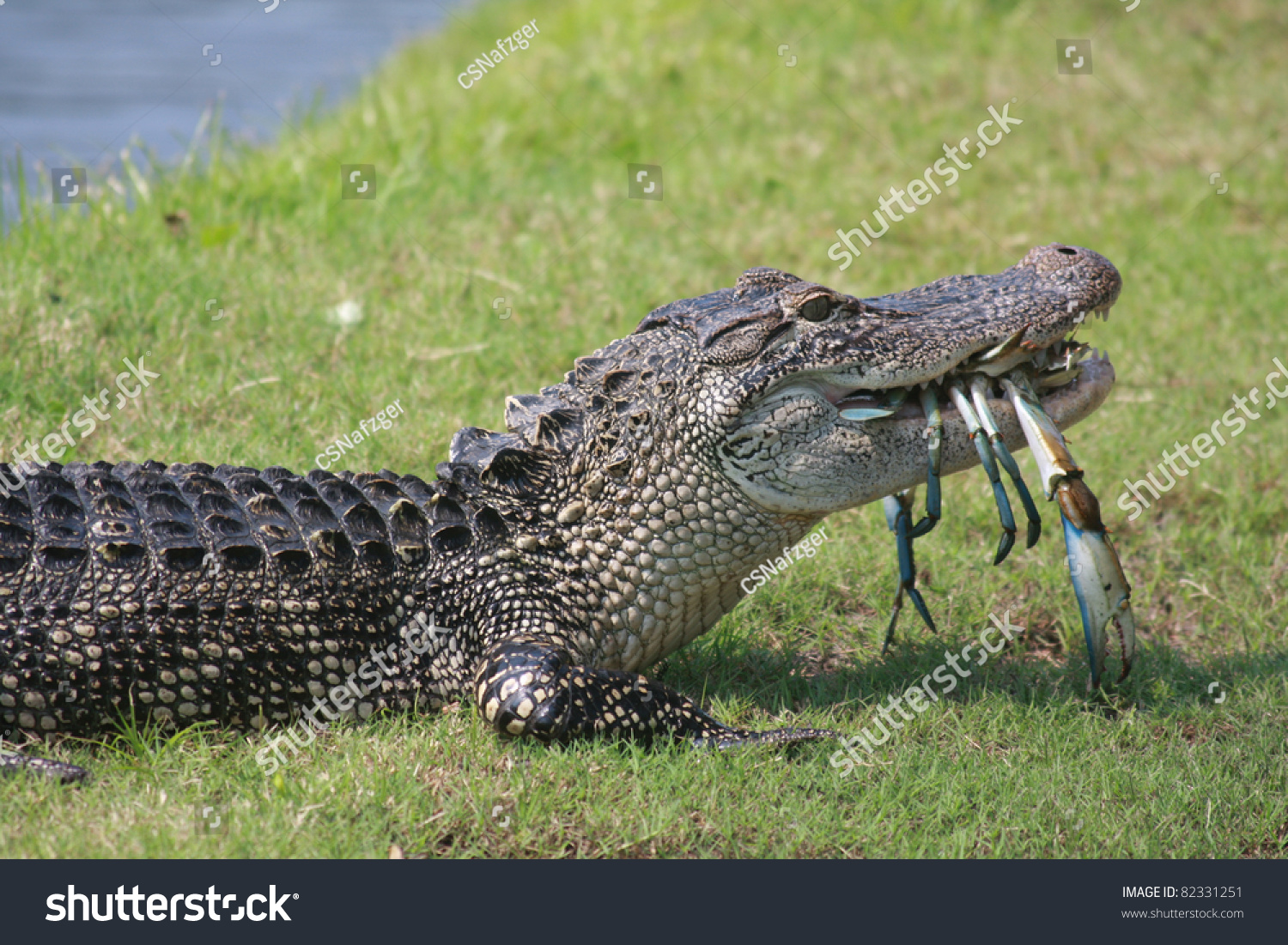 South Carolina Alligator Enjoys Seafood On Stock Photo 82331251