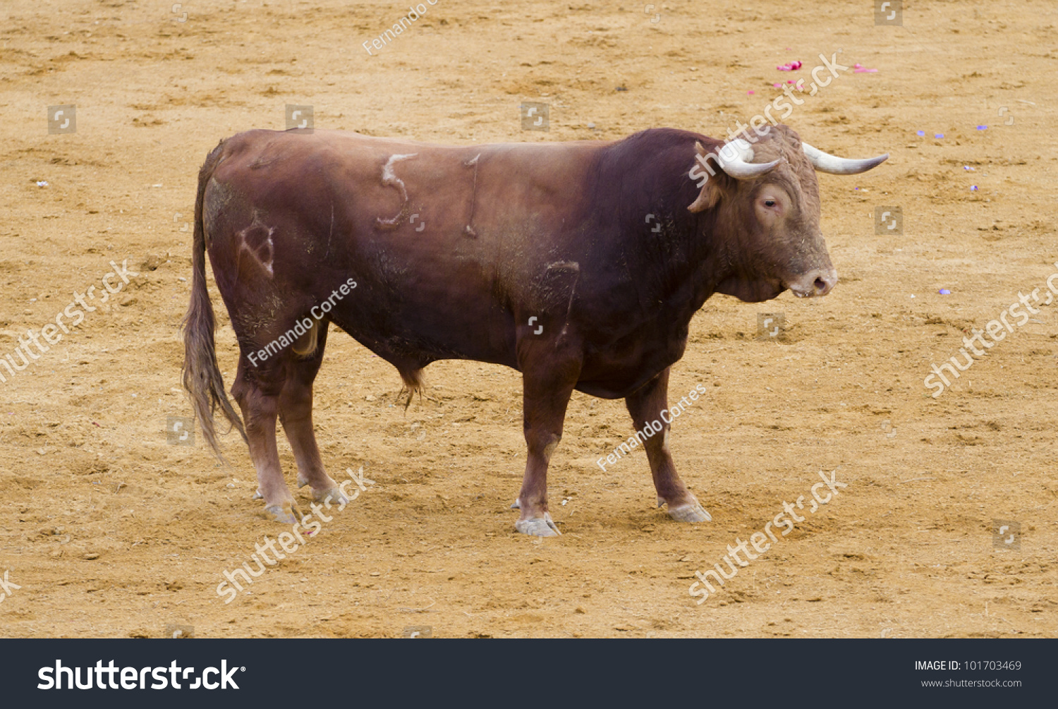 Spanish Bulls (toros Bravos) In Madrid. Famous From The Traditional 