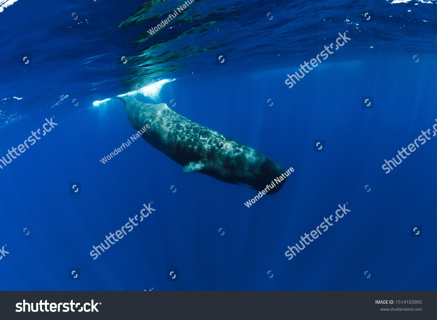 Sperm Whale Indian Ocean Mauritius Stock Photo Shutterstock