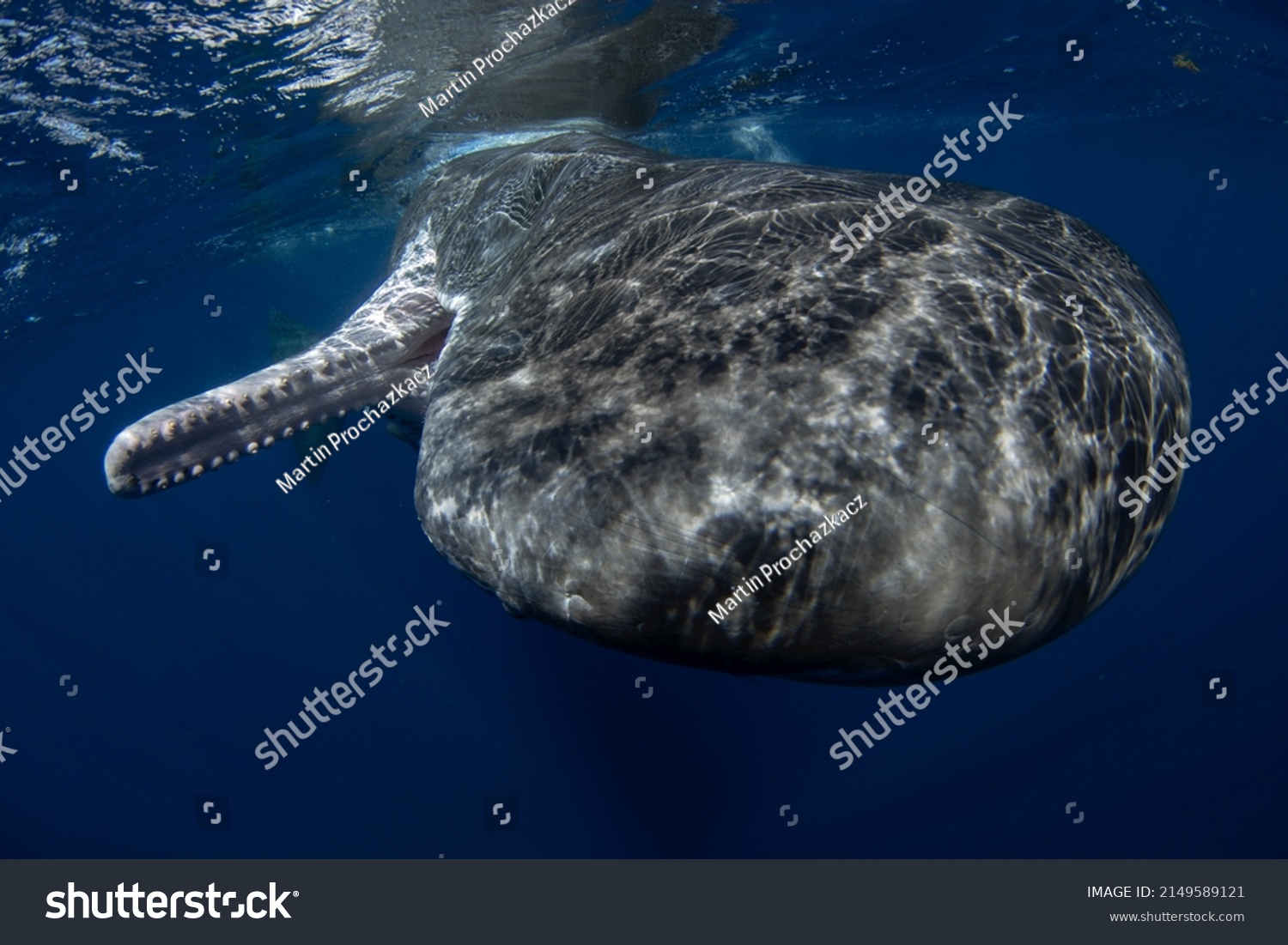 Sperm Whale Near Surface Whale Playing Stock Photo