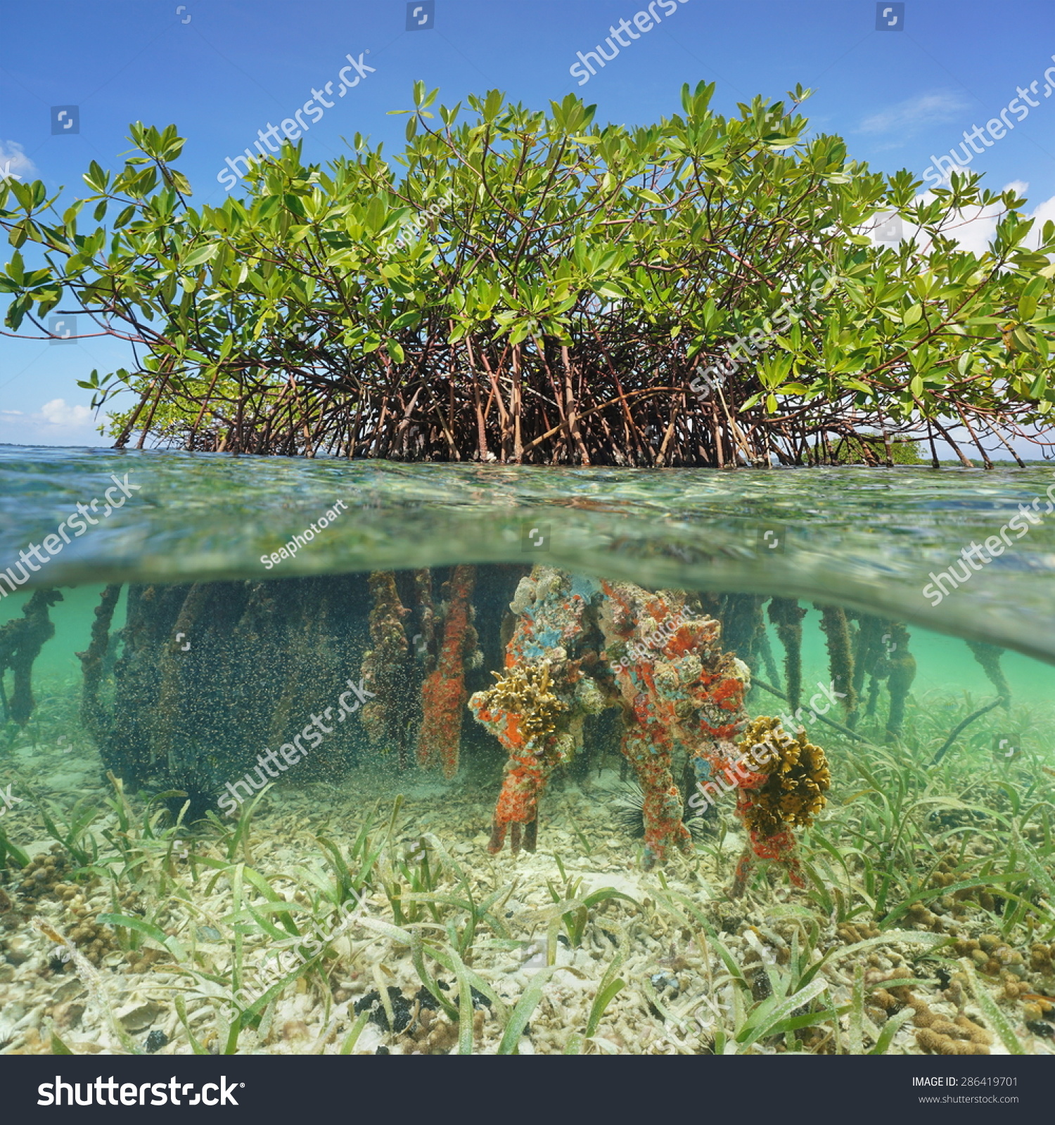 Split Image Half Above Underwater Red Stock Photo 286419701 - Shutterstock
