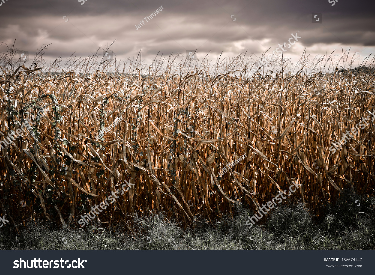 Spooky Dark Corn Field Stock Photo 156674147 Shutterstock