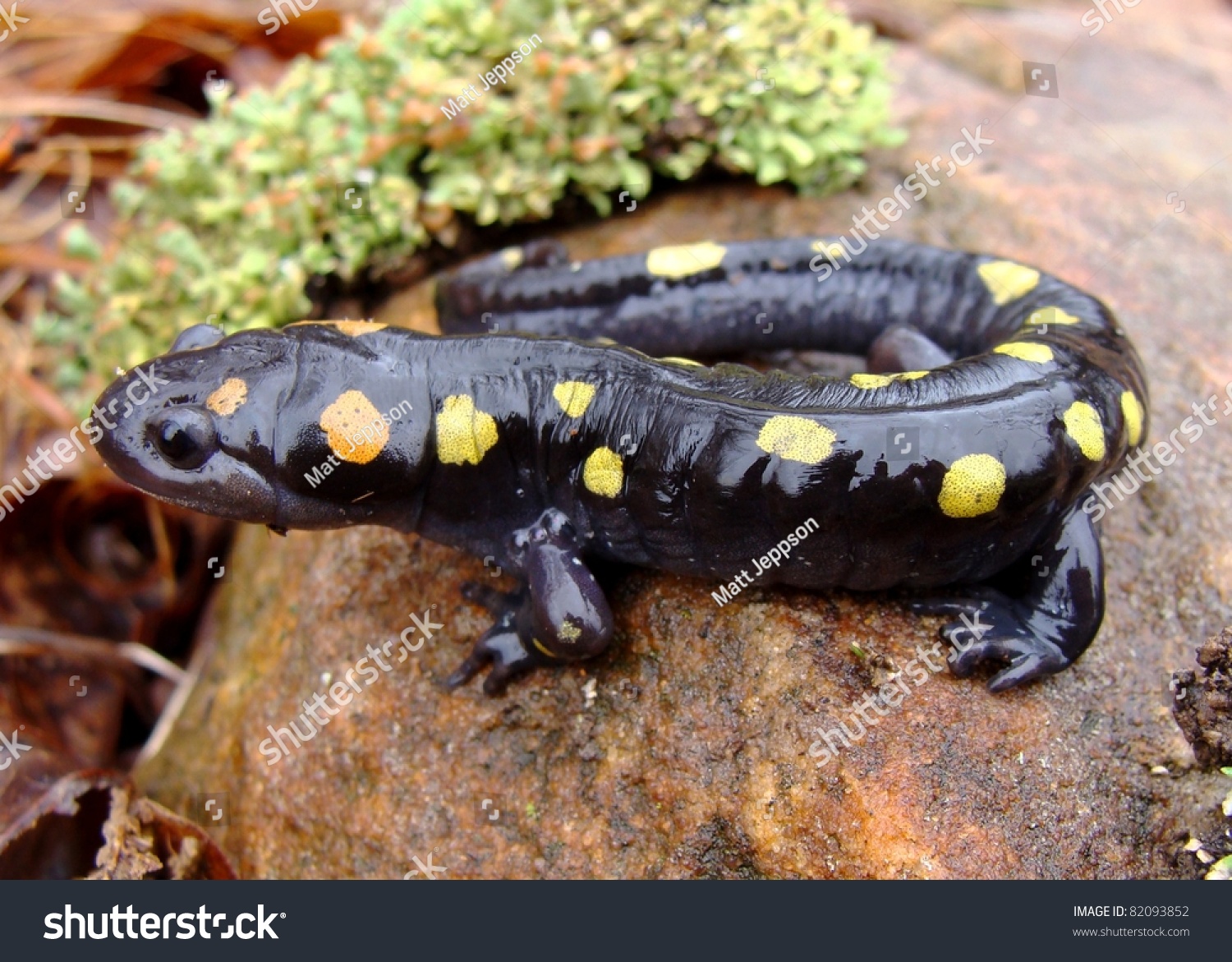 Spotted Salamander Ambystoma Maculatum One Of The Most Colorful