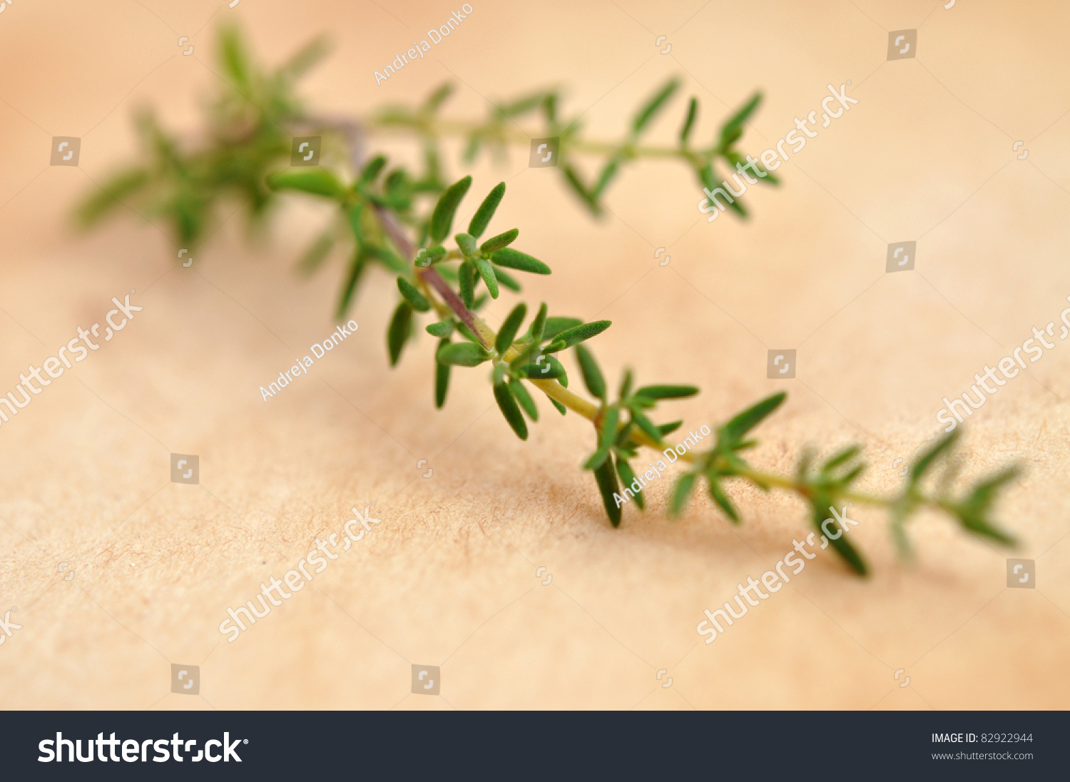 Sprig Of Fresh Thyme Stock Photo 82922944 Shutterstock