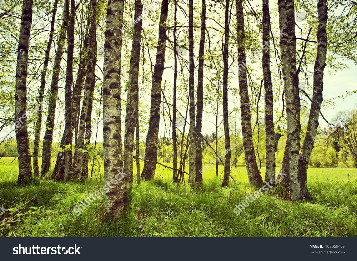 Spring Birch Trees On A Meadow Stock Photo 103069409 : Shutterstock