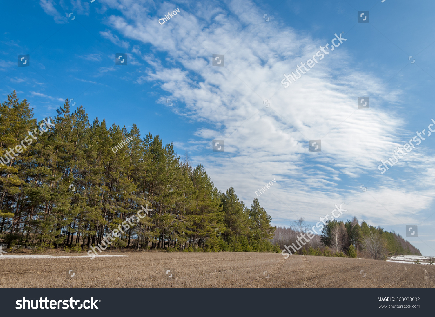 Spring in the field last snow pine tree springtime springtide prime Spring in the field last snow pine tree springtime springtide prime