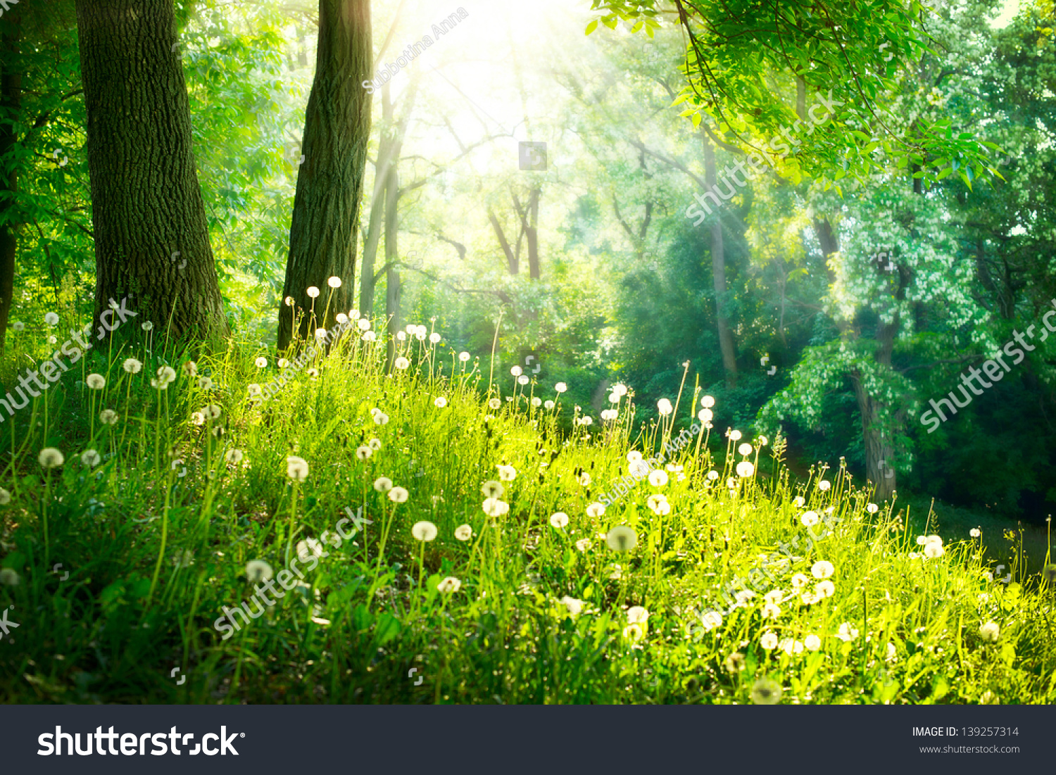nature photography clipart - photo #39