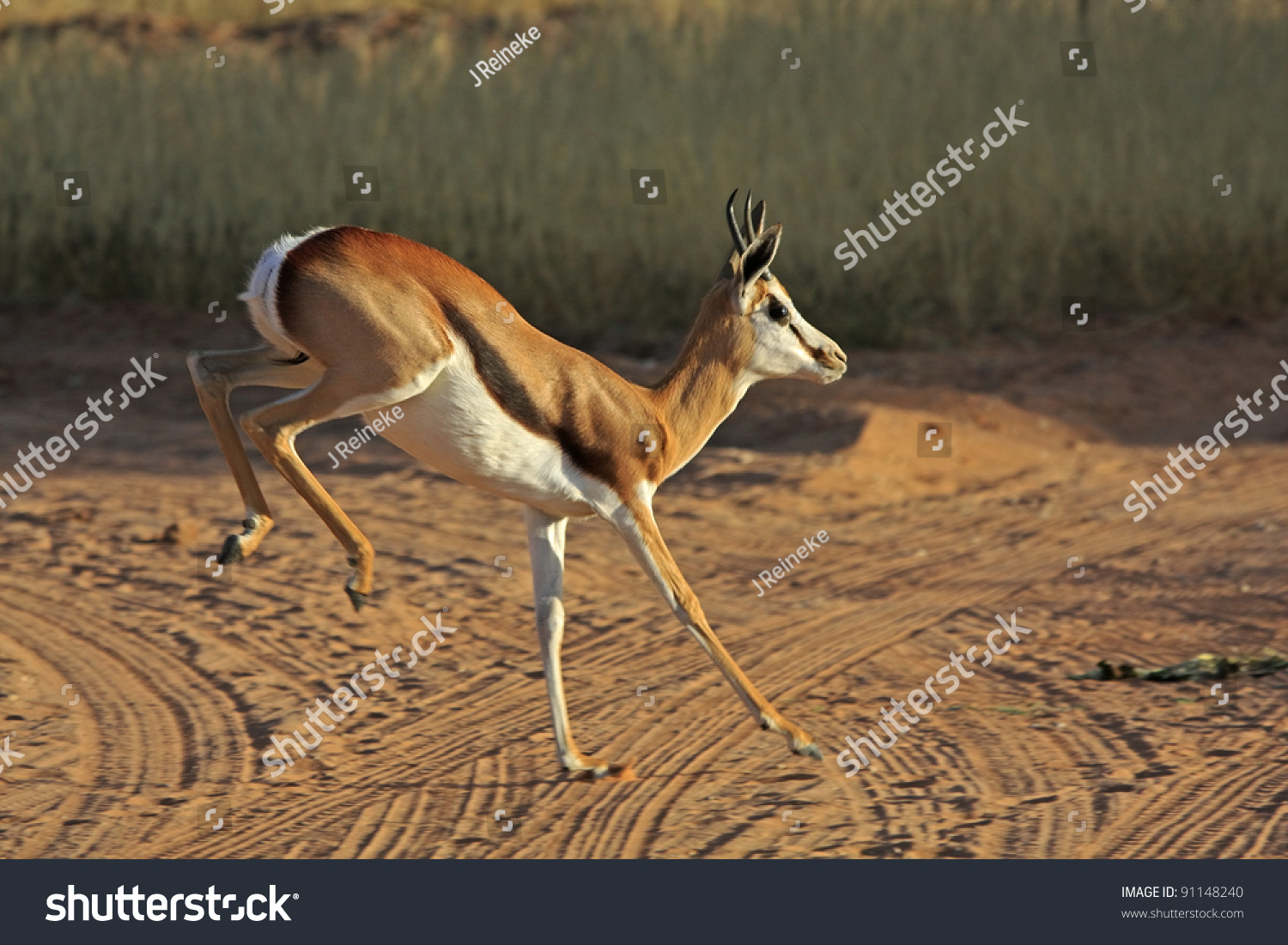 Springbok Jumping Stock Photo 91148240 Shutterstock