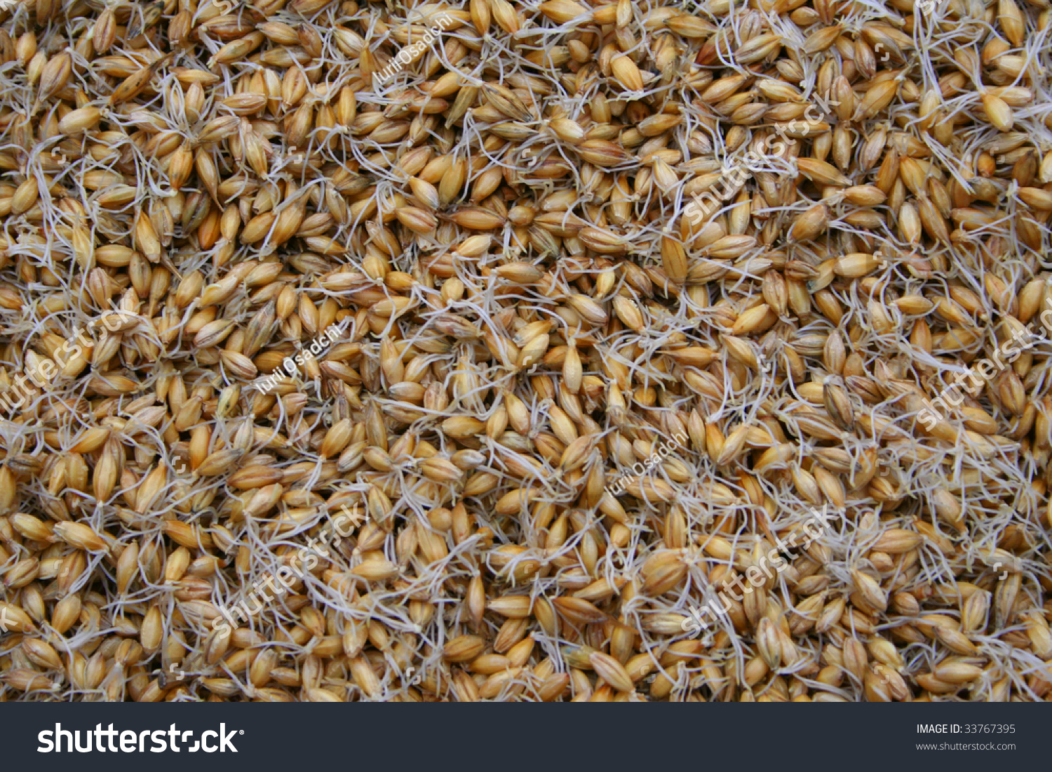 sprouted-barley-stock-photo-33767395-shutterstock