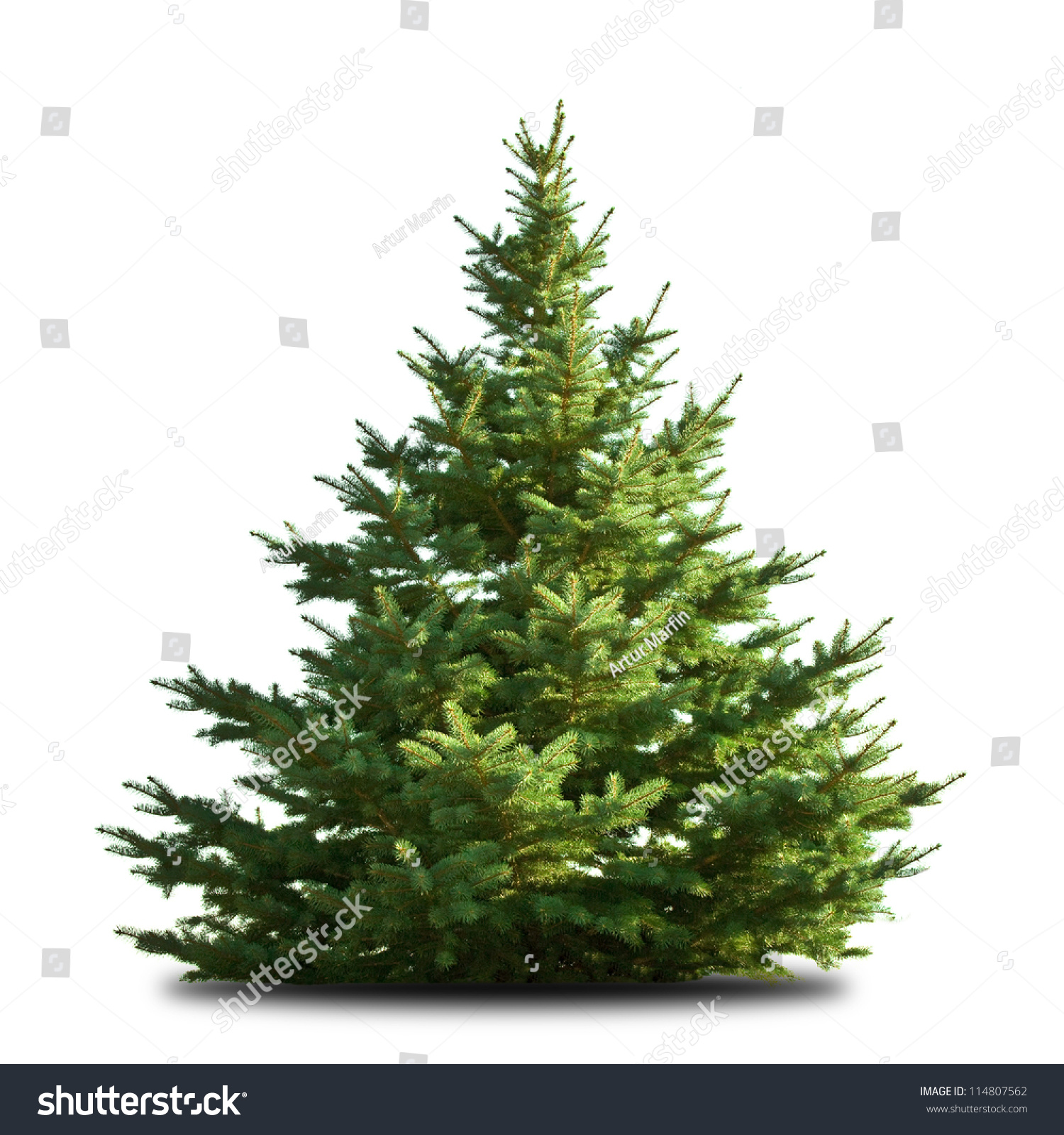 Spruce Tree Isolated On White Stock Photo 114807562 - Shutterstock