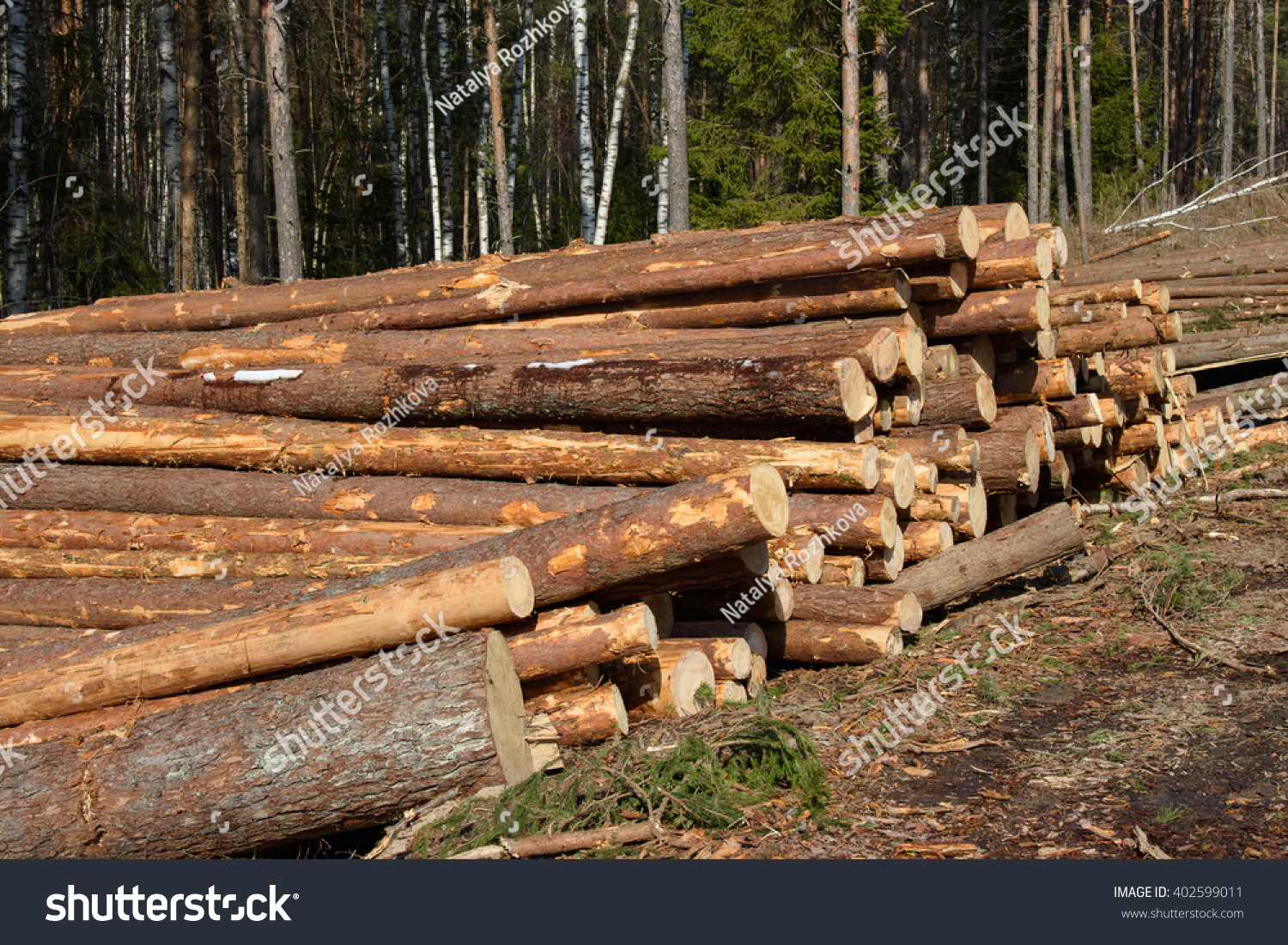 Whole forests cut down