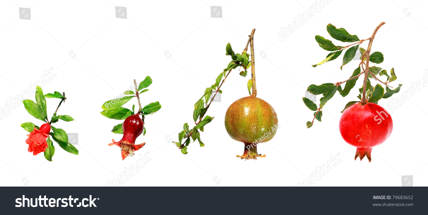 Stages Development Pomegranate From Flower Ripe Stock Photo 79683652