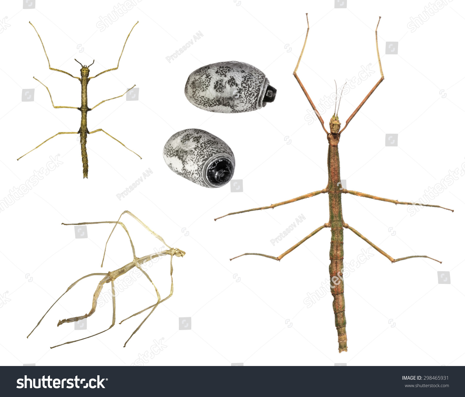 stages-walking-stick-insect-development-asian-stock-photo-298465931