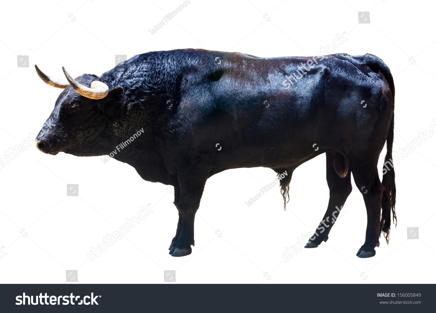 Standing Black Bull, Isolated Over White Background Stock Photo